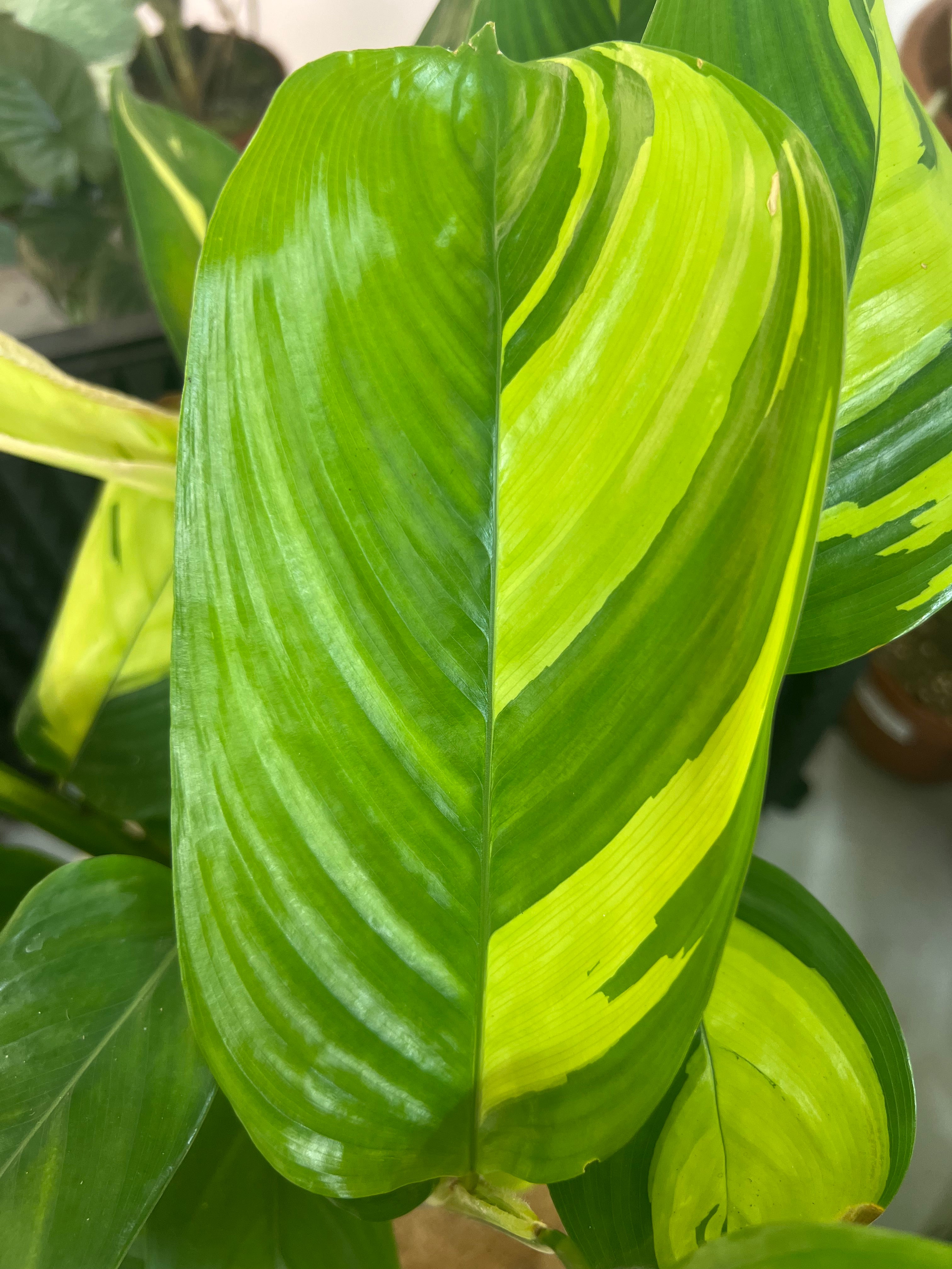 Calathea