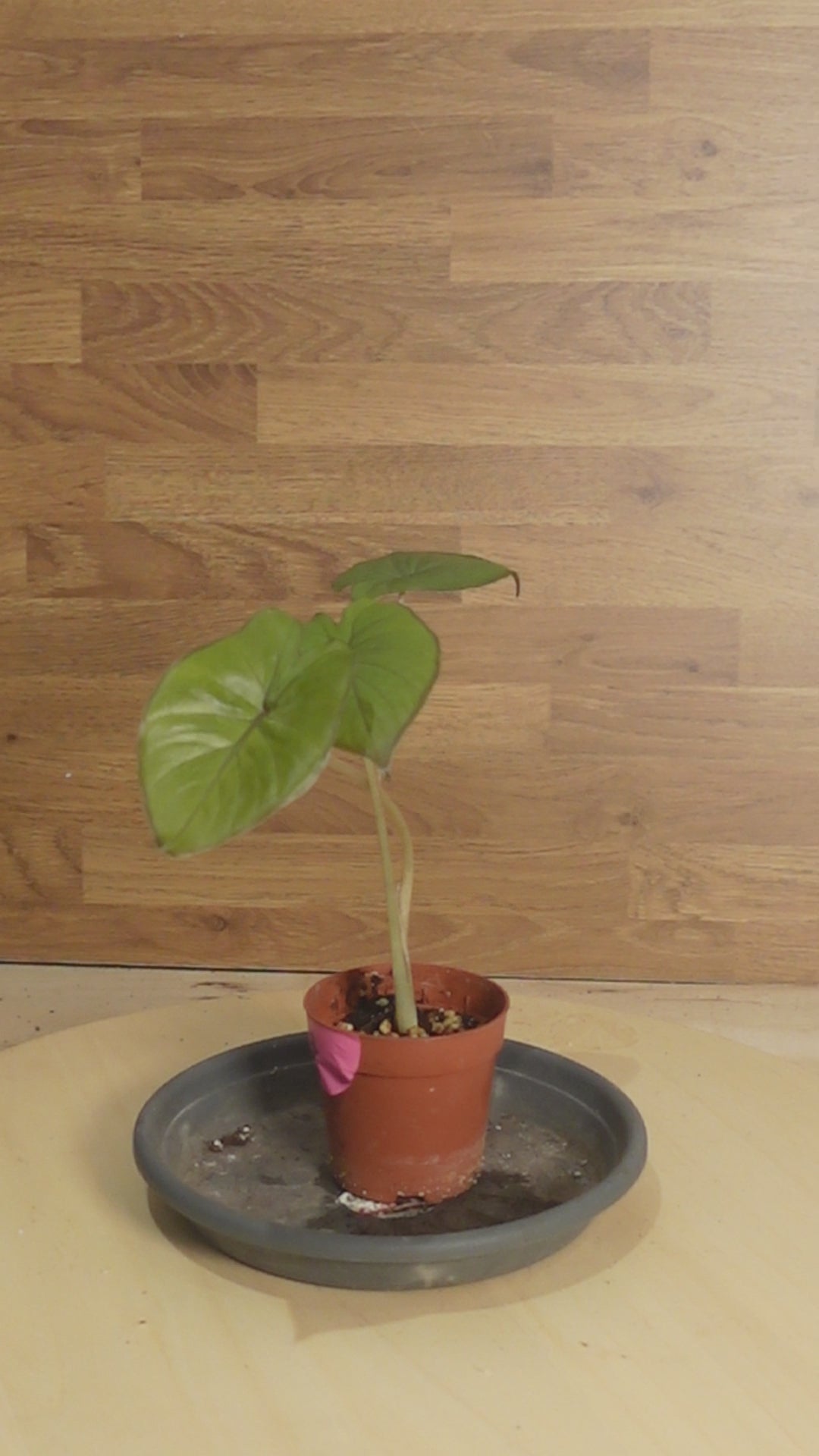Alocasia serendipity black