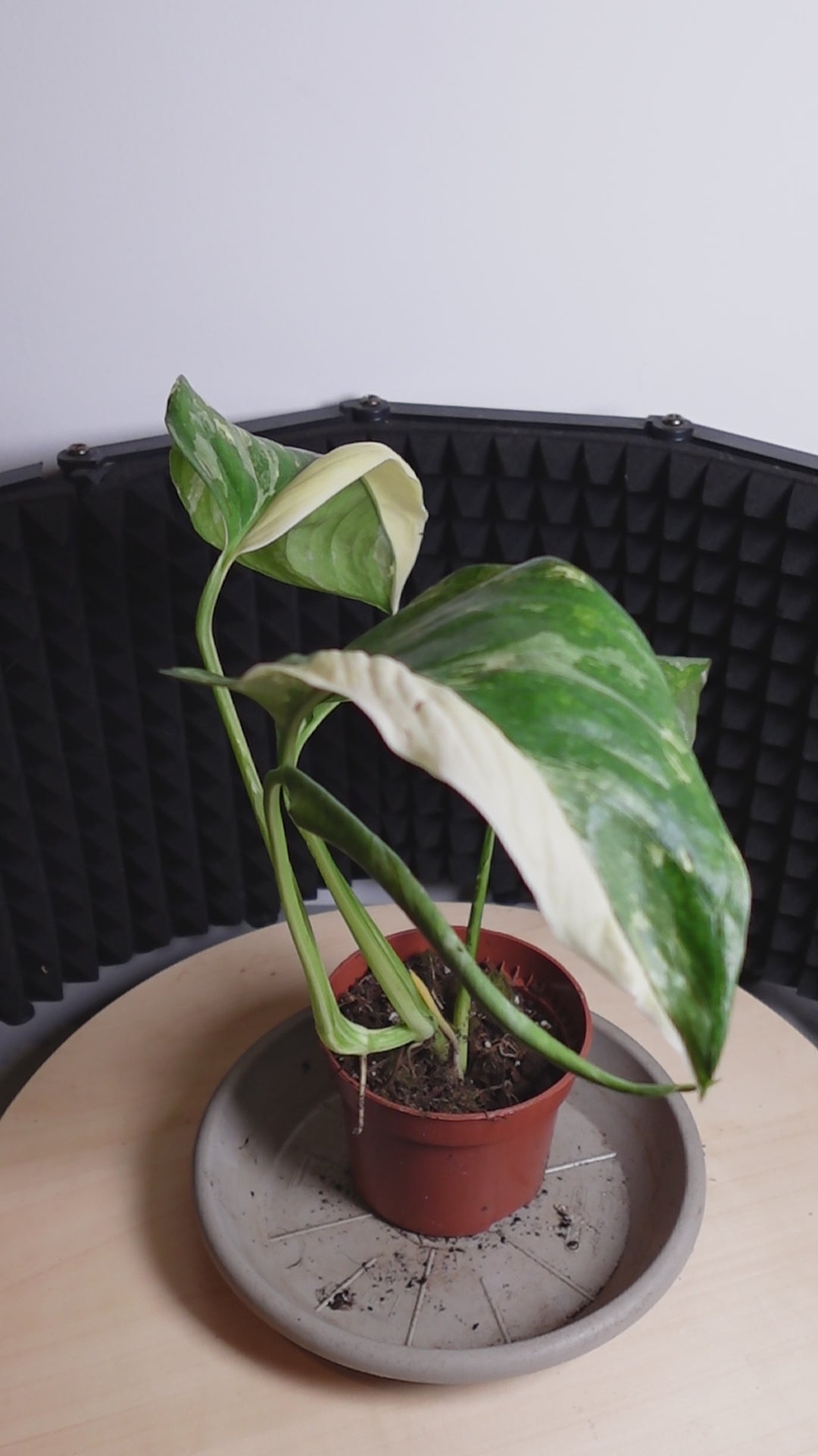 Monstera lechleriana 'Variegata'