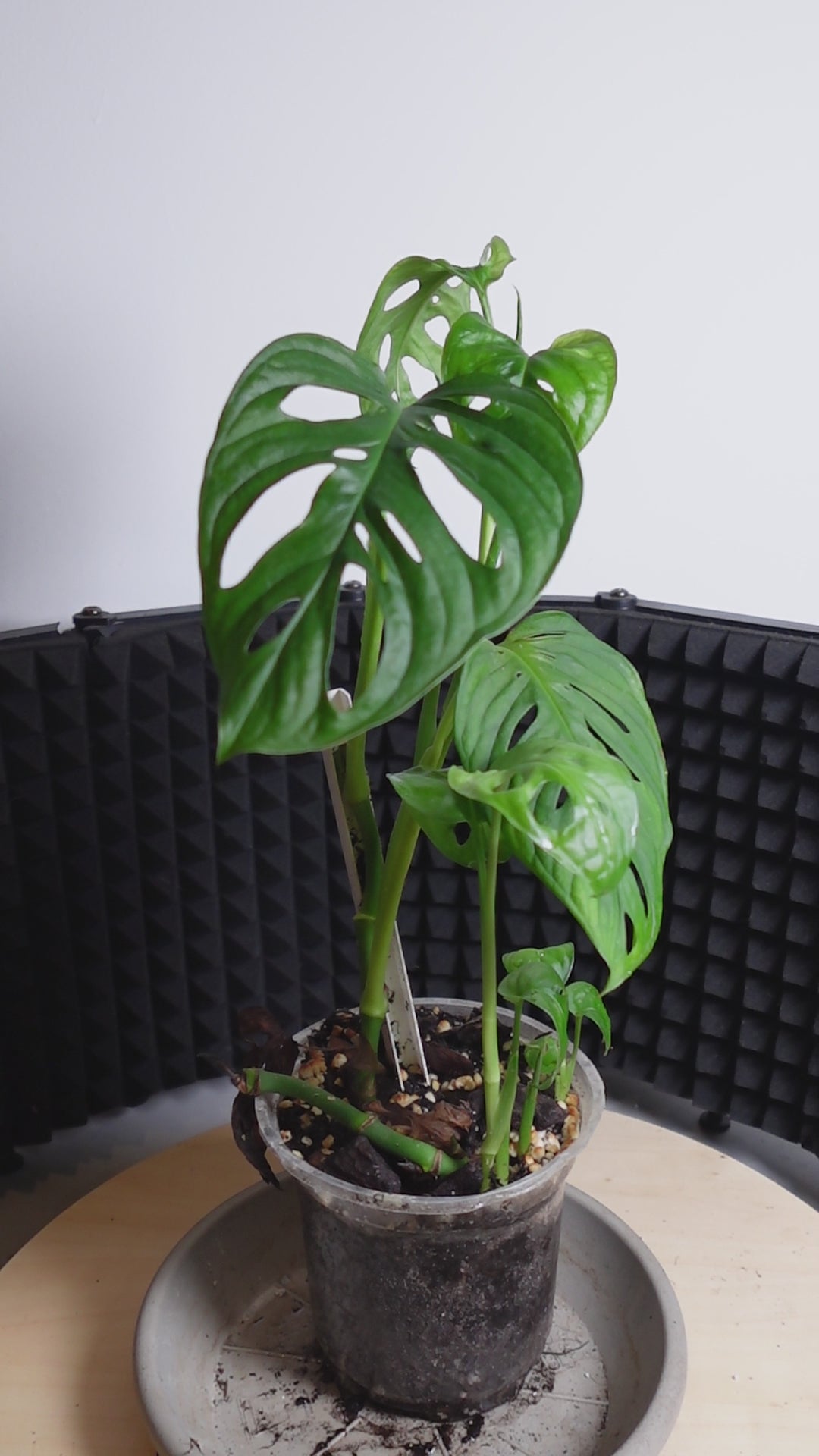 Monstera adansonii