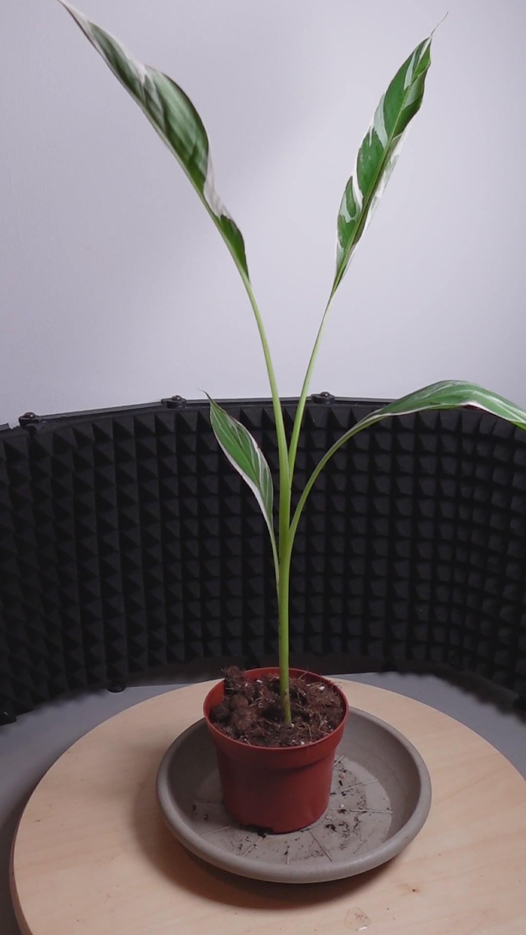 Musa 'Florida Variegata'