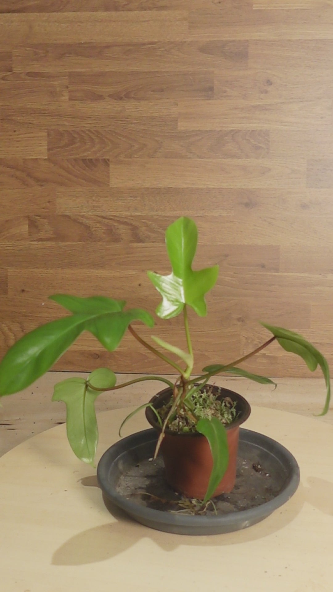 Philodendron florida green