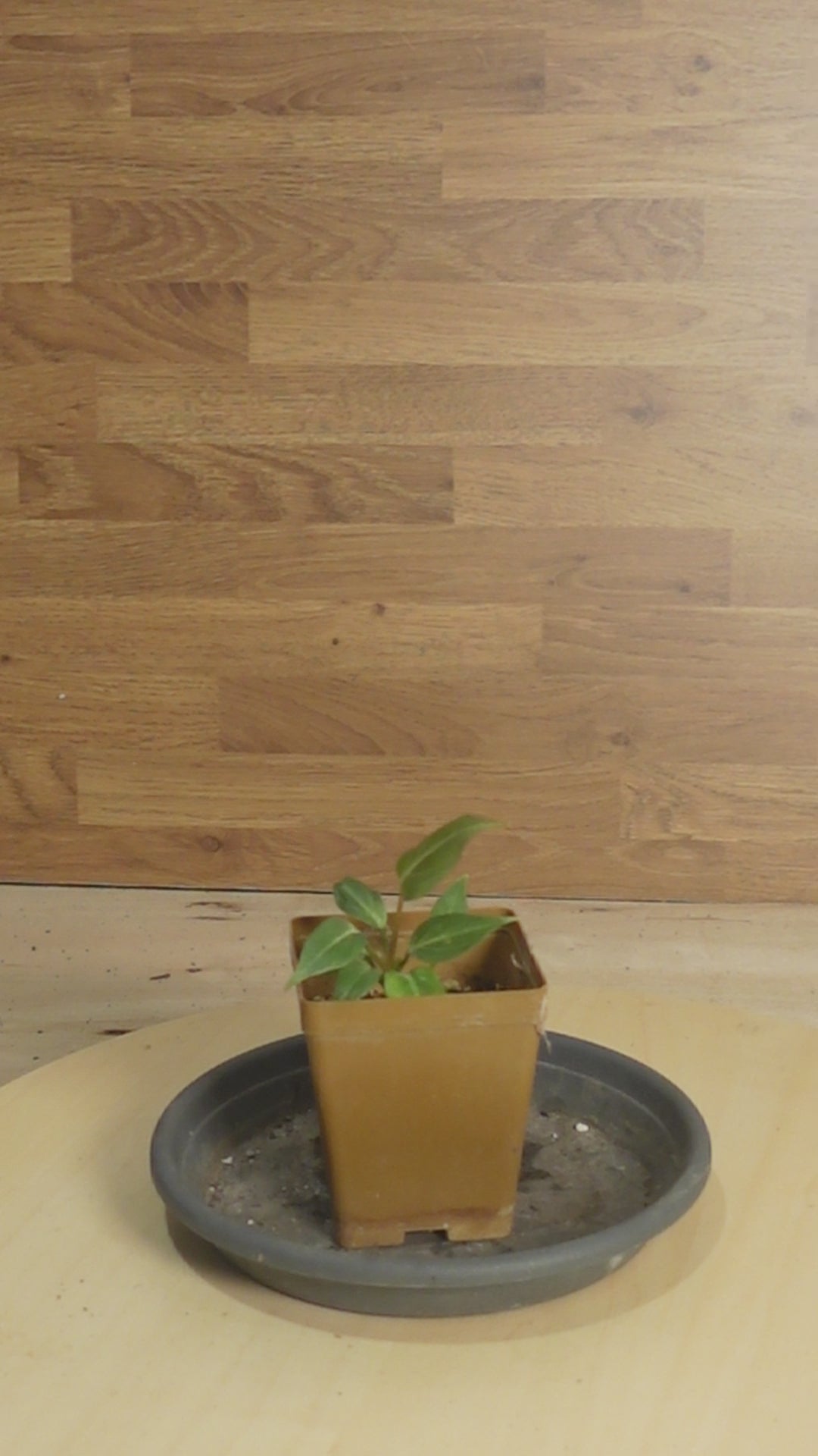 philodendron gloriosum