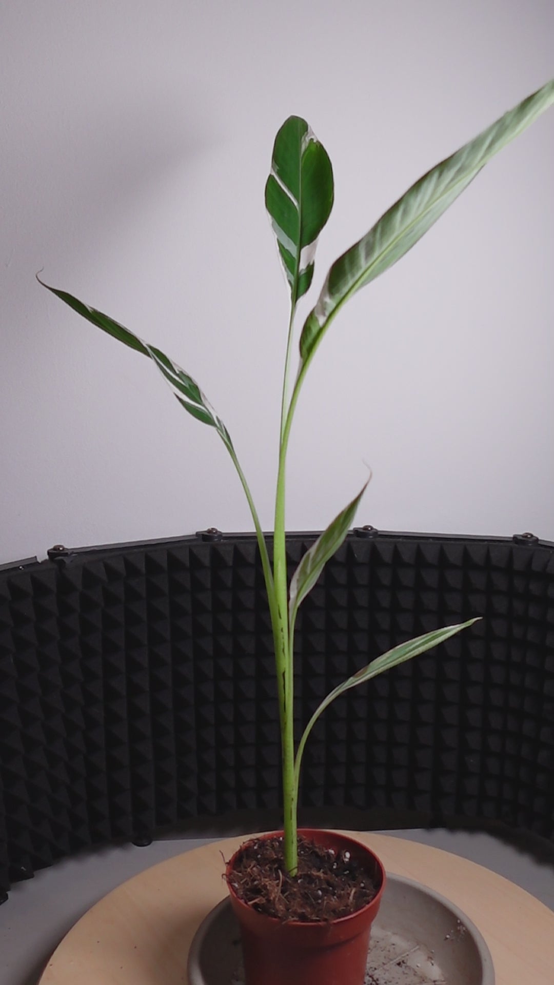 Musa 'Florida Variegata'