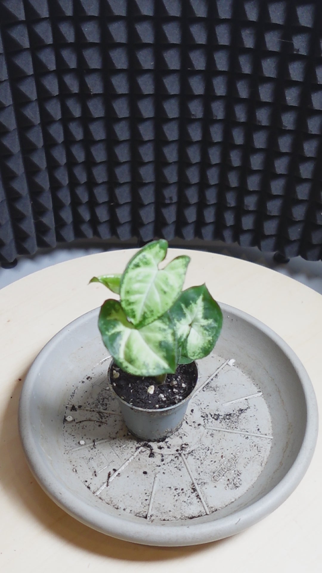 Syngonium pixie
