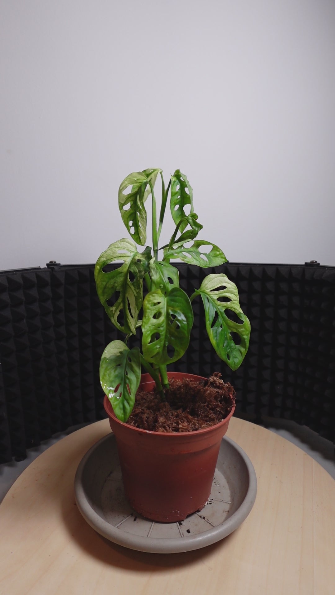 Monstera adansonii variegata