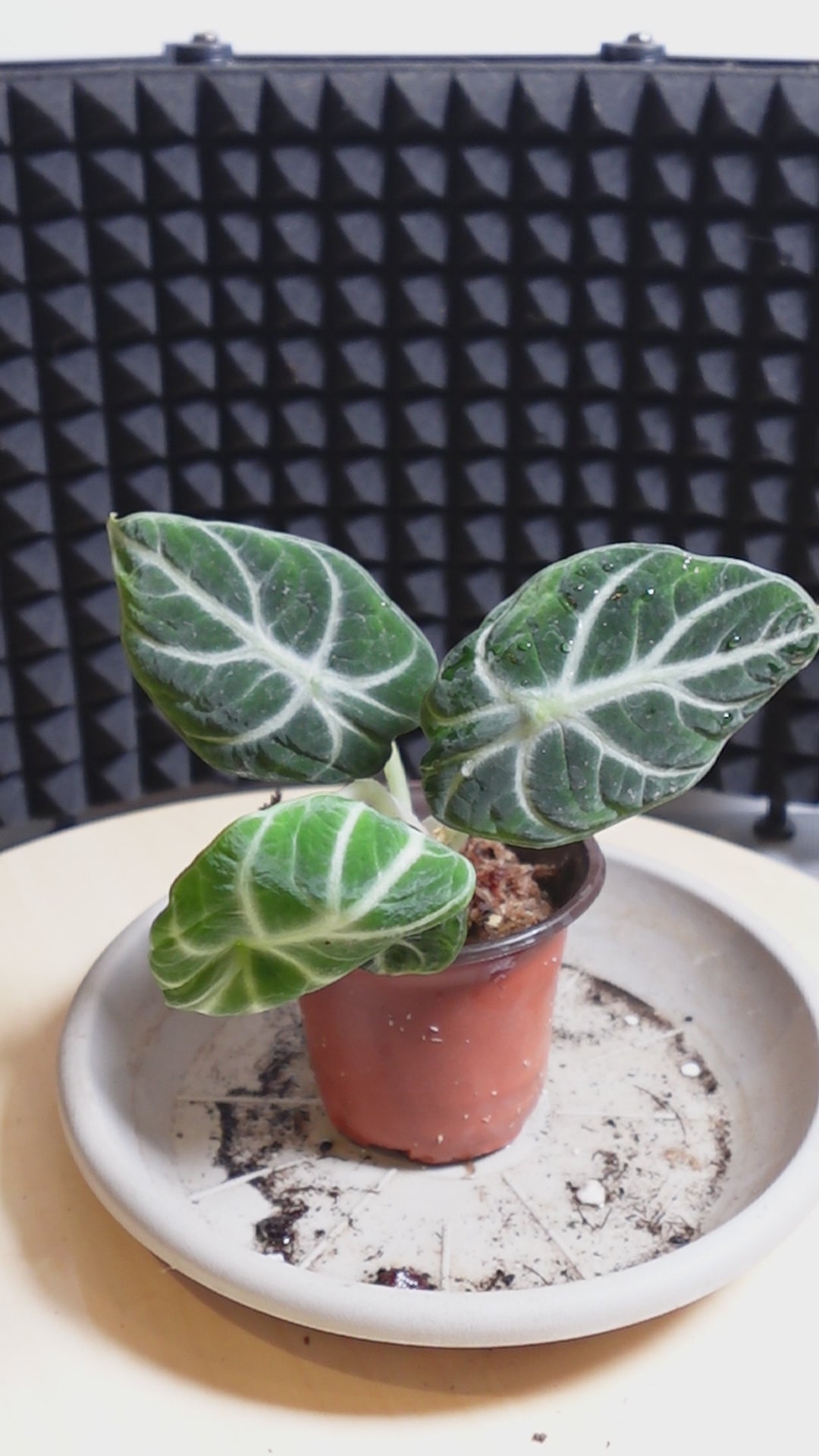 Alocasia ninja