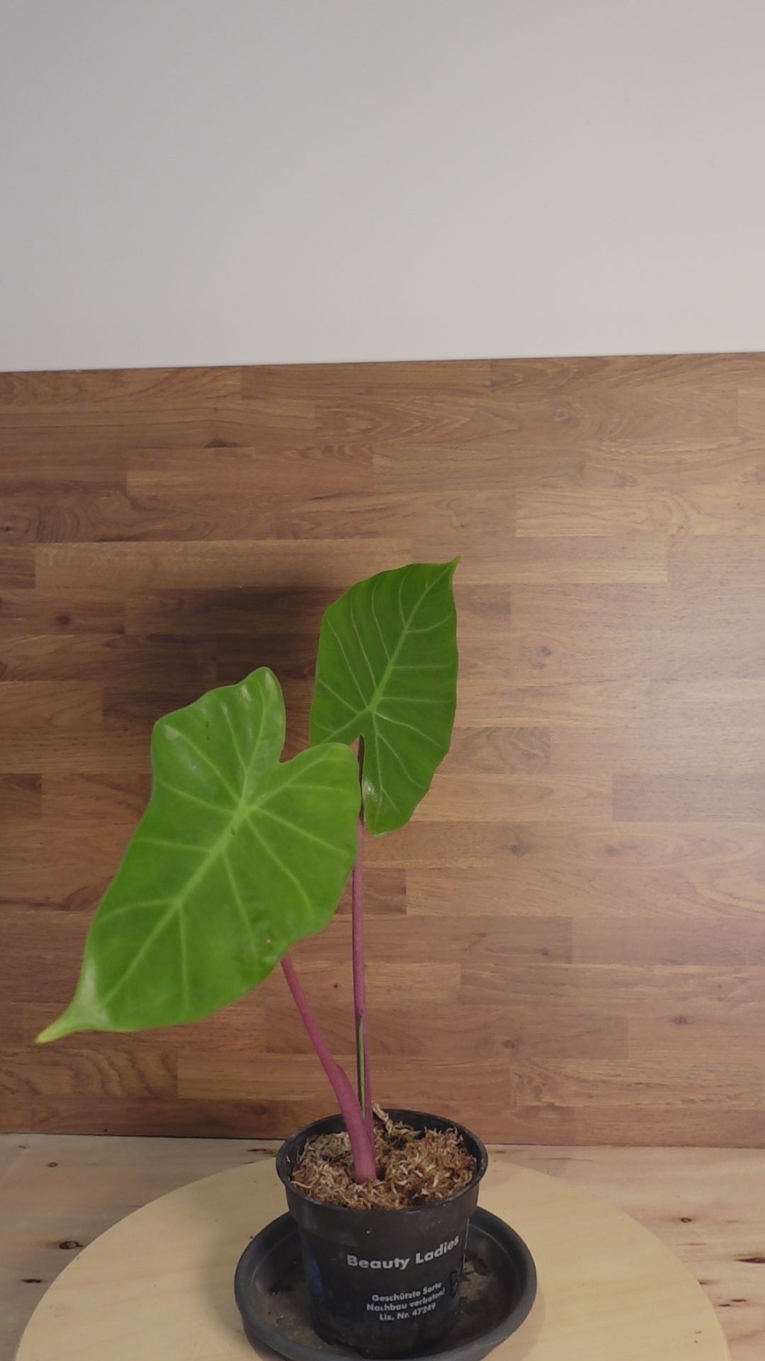 Alocasia 'Imperial Red'