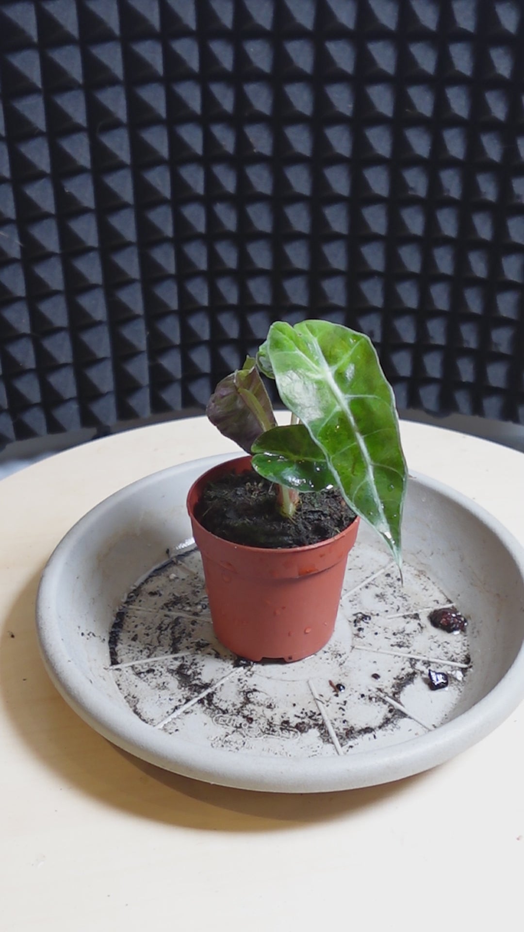 Alocasia 'Polly Variegata Aurea