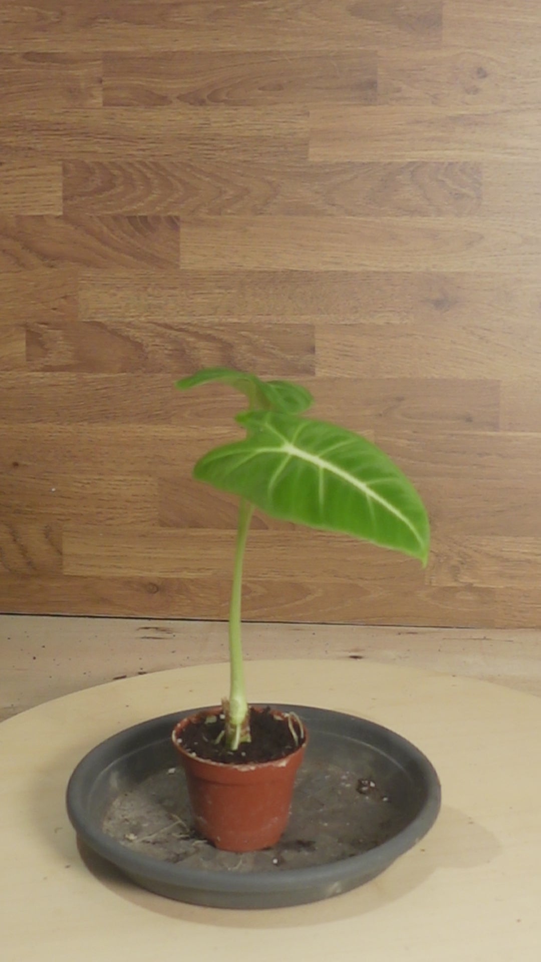 Alocasia frydeck