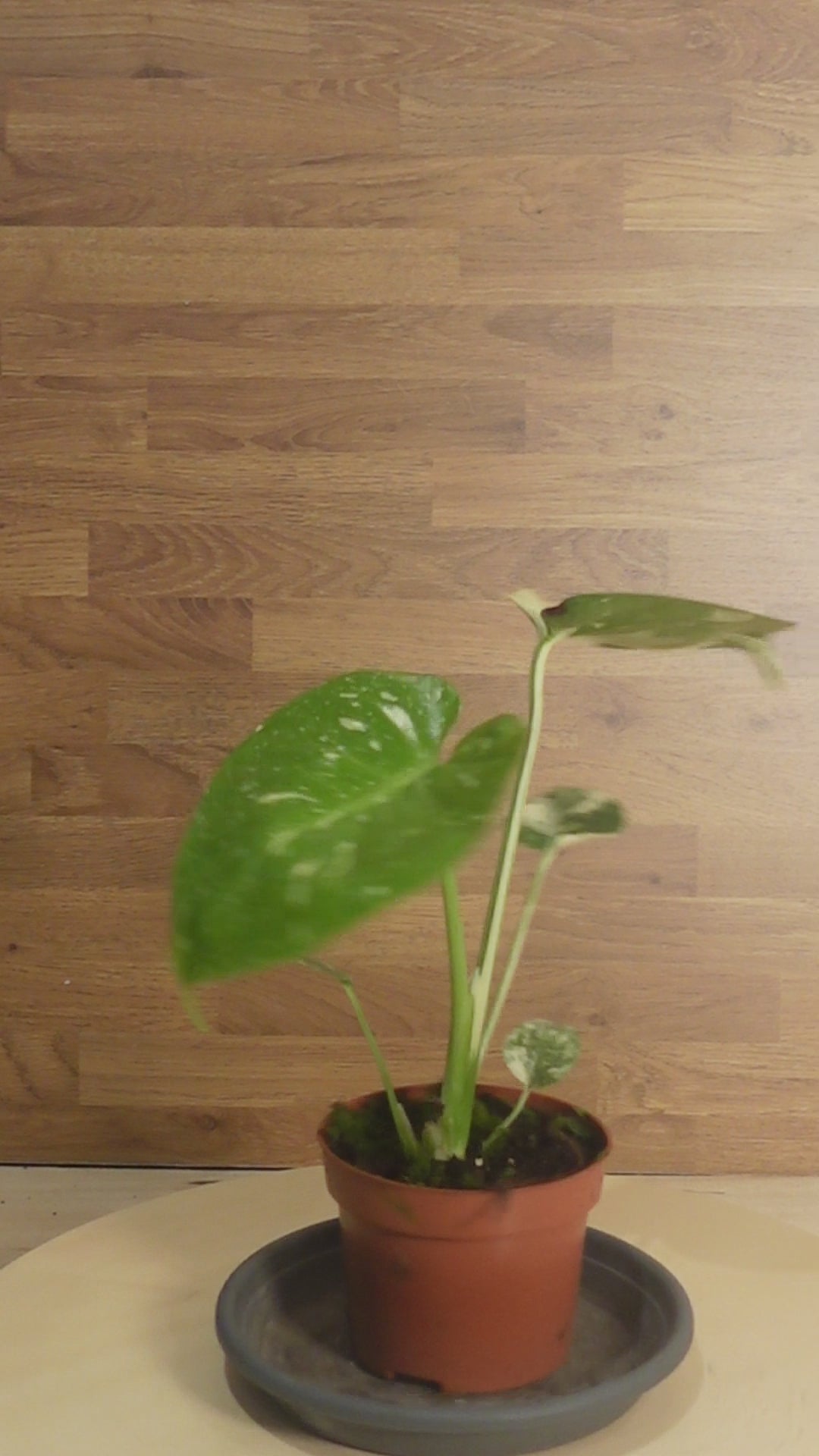 Montera thai constelation