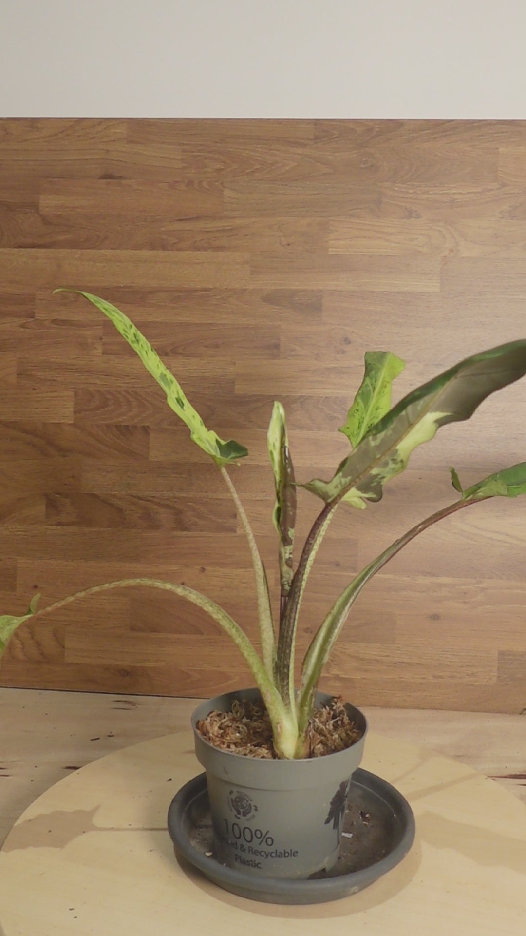 Alocasia lauterbachiana 'Variegata'