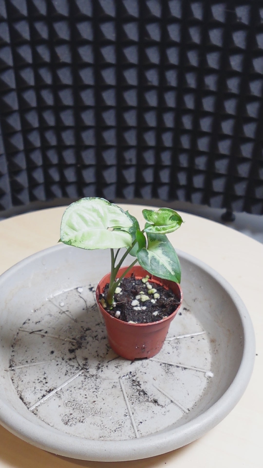 Syngonium pixie
