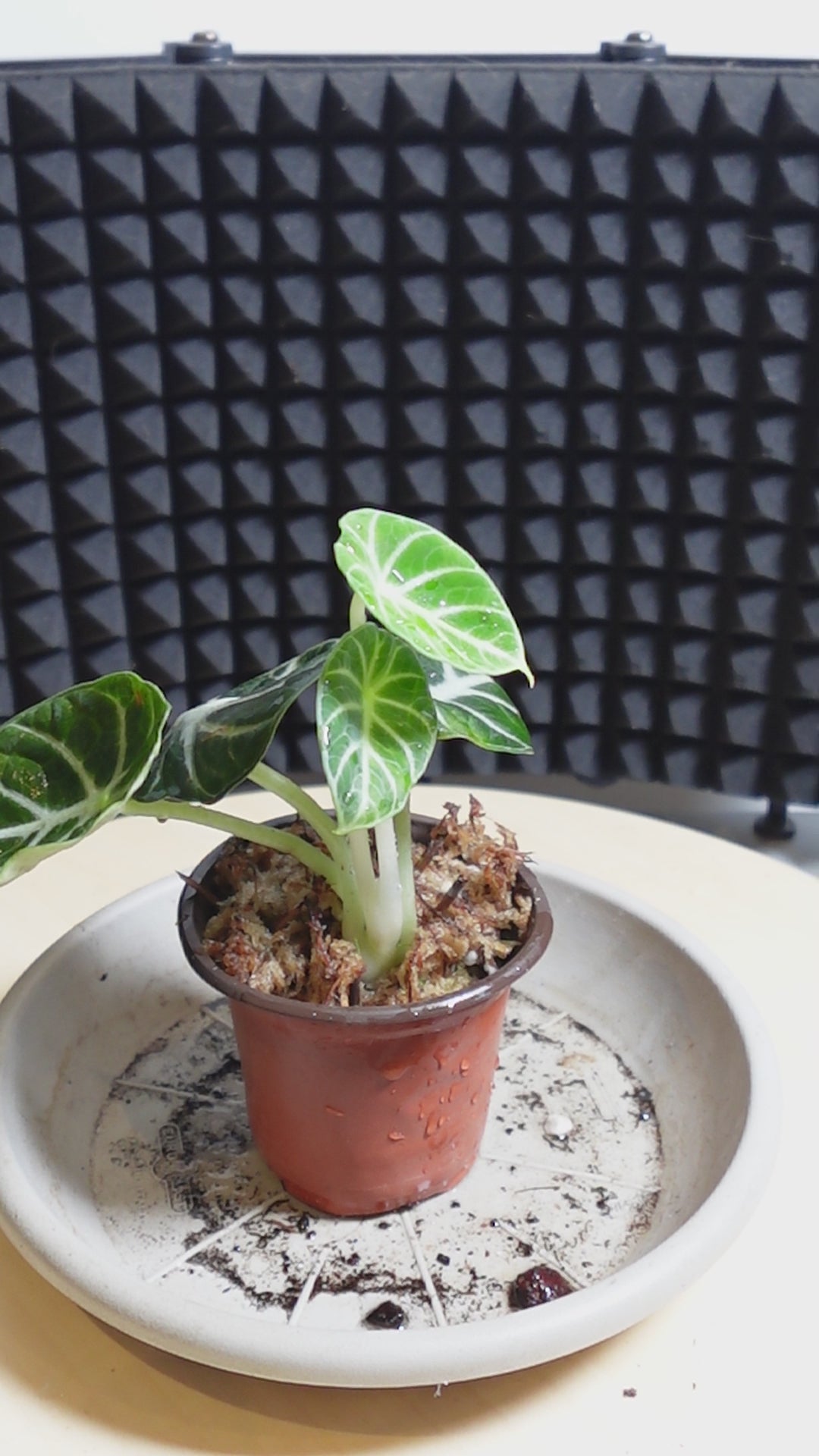Alocasia ninja