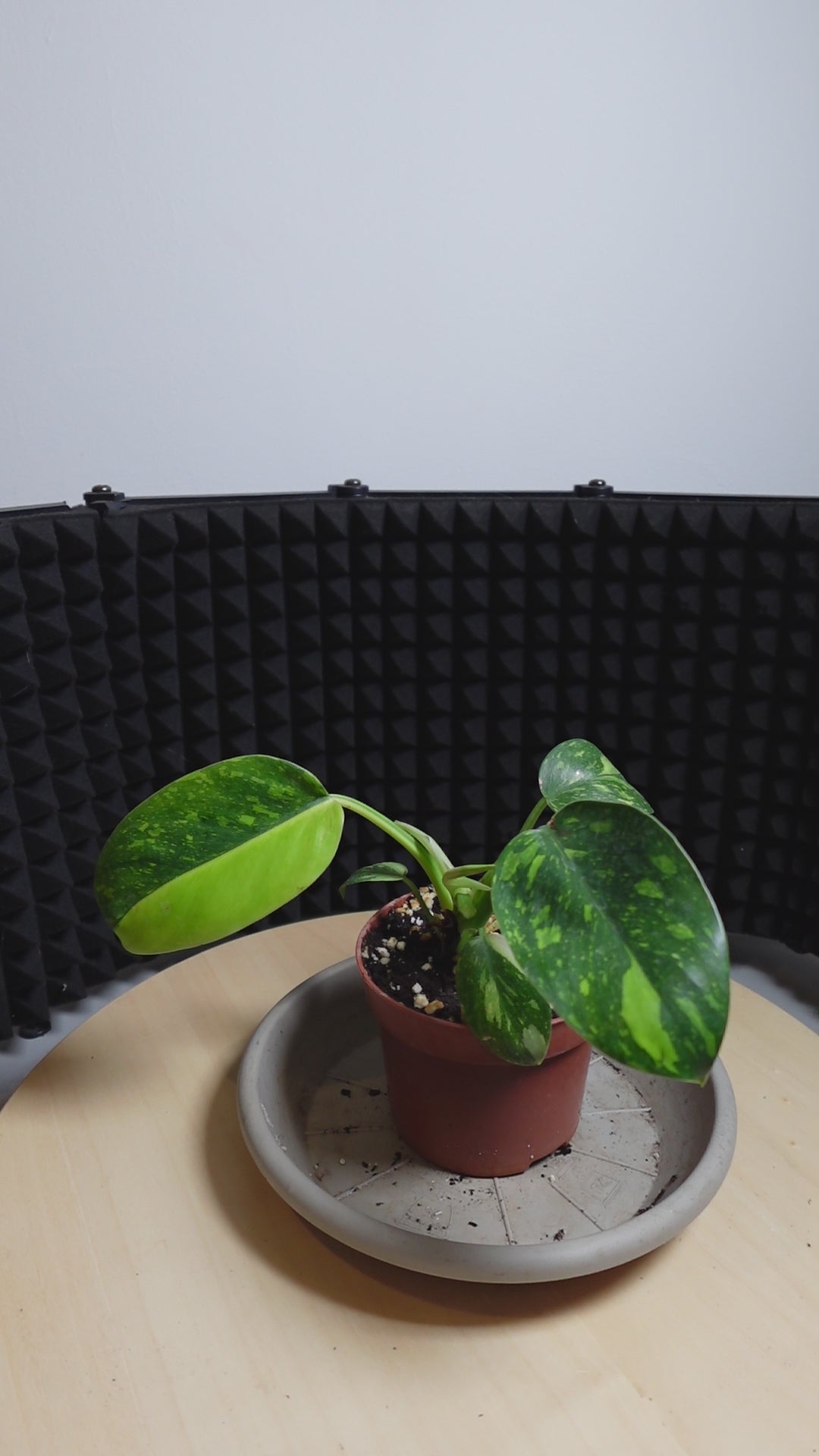 Philodendron 'Green Congo'