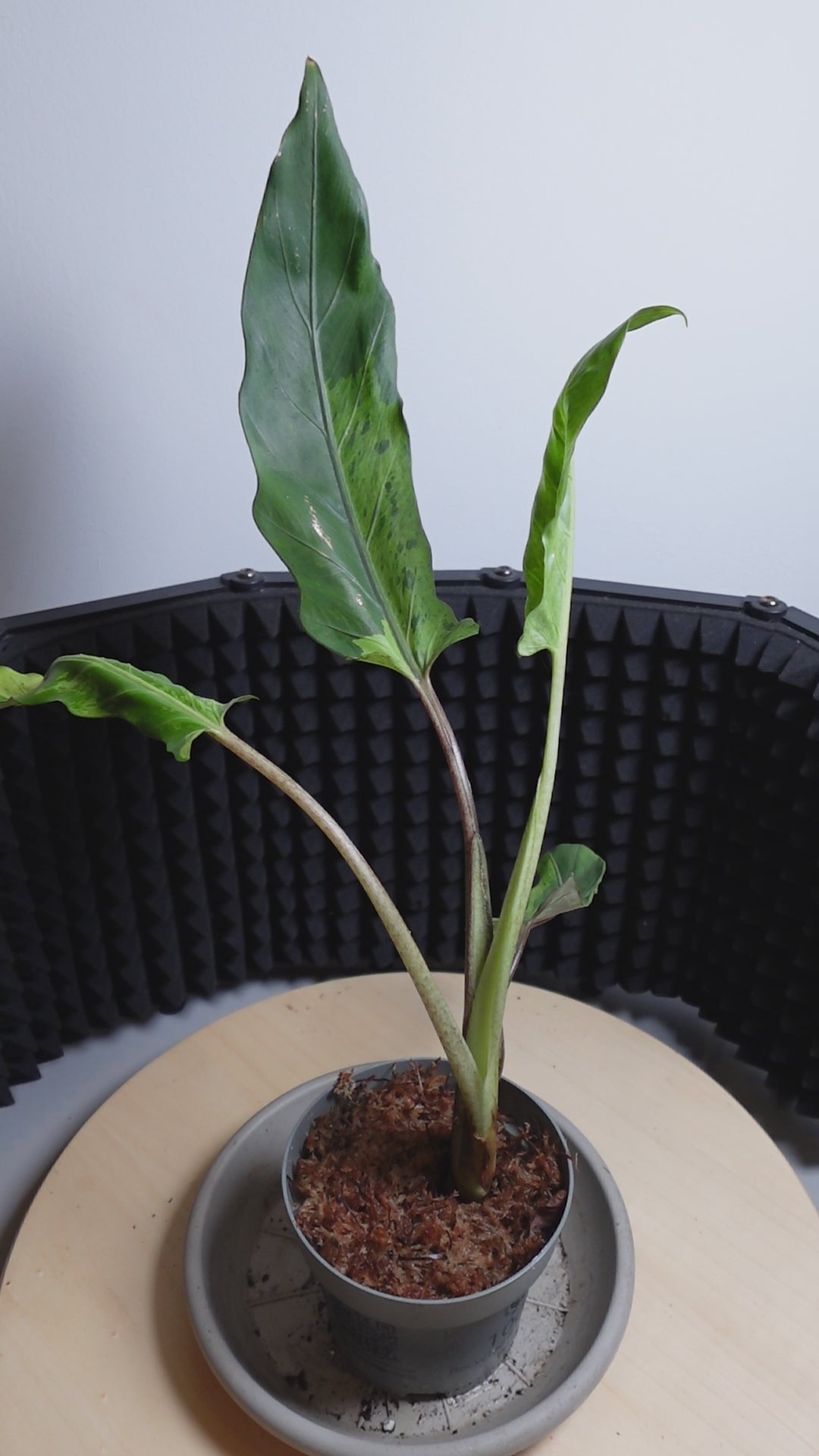 Alocasia lauterbachiana 'Variegata'