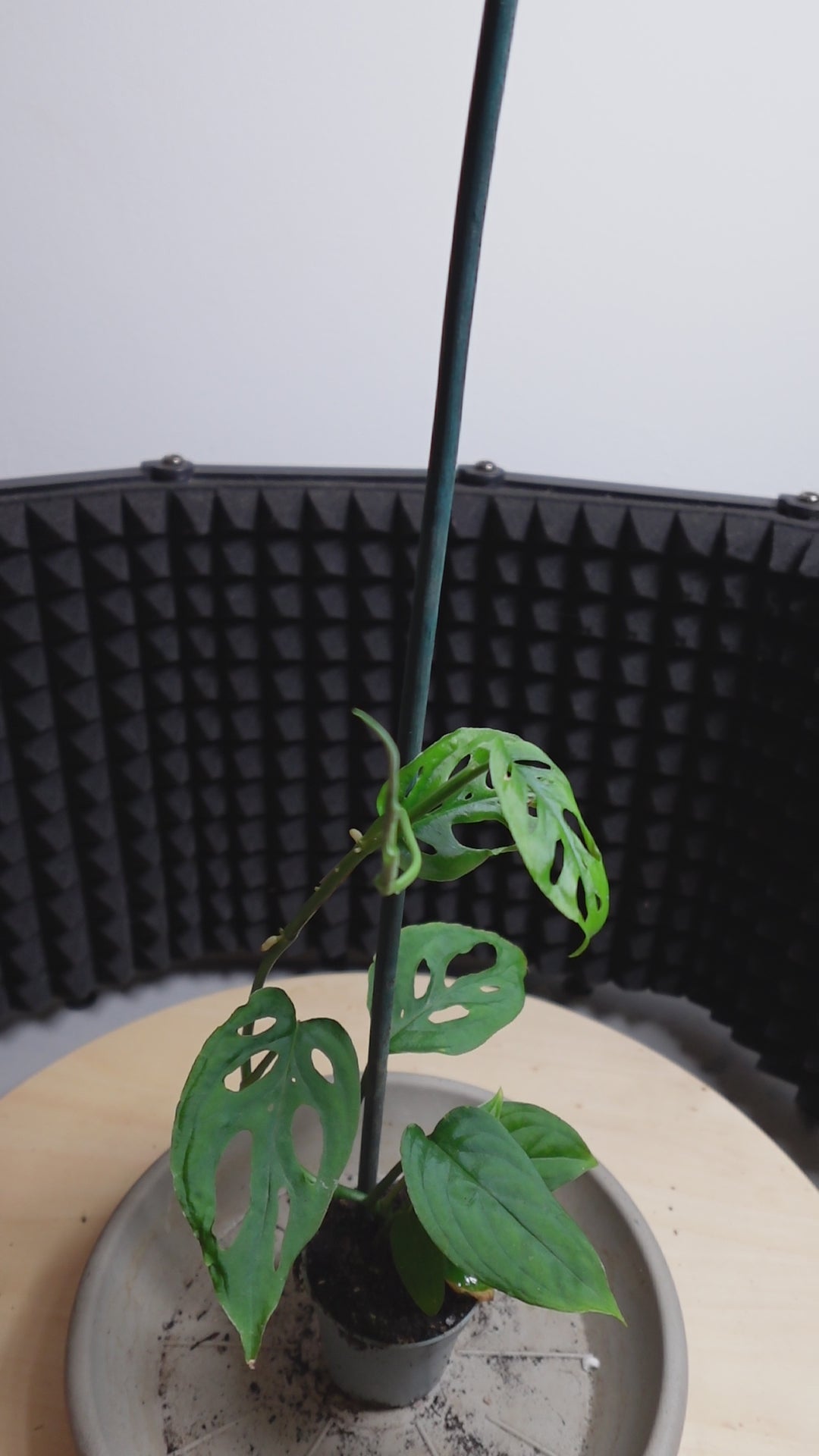 Monstera adansonii