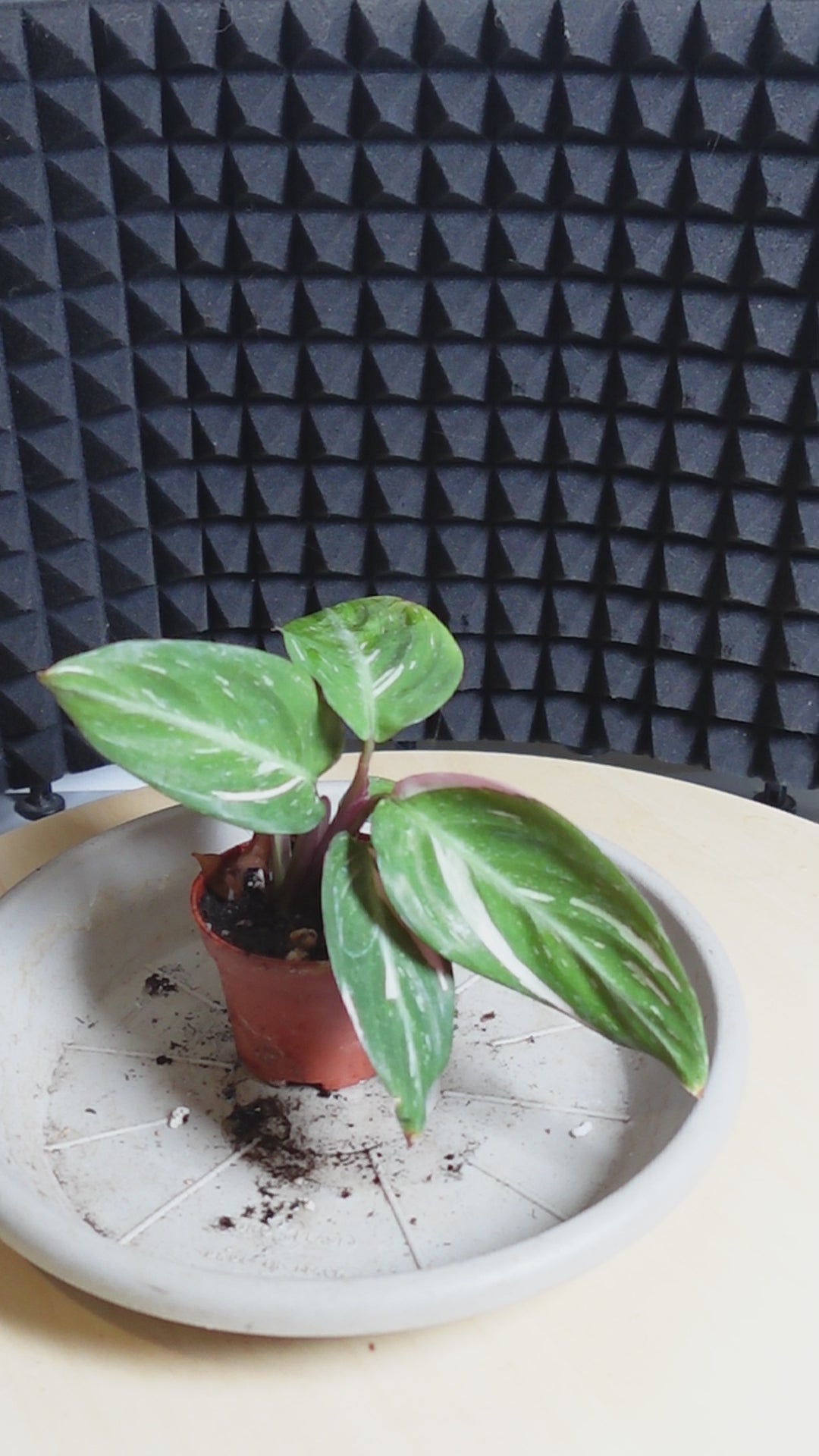 Calathea Stromanthe 'Magic Star'