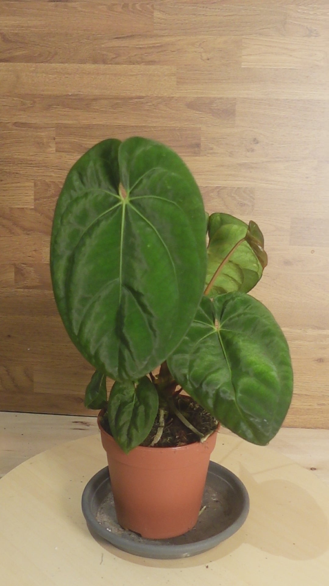 Anthurium 'Dark Phoenix'
