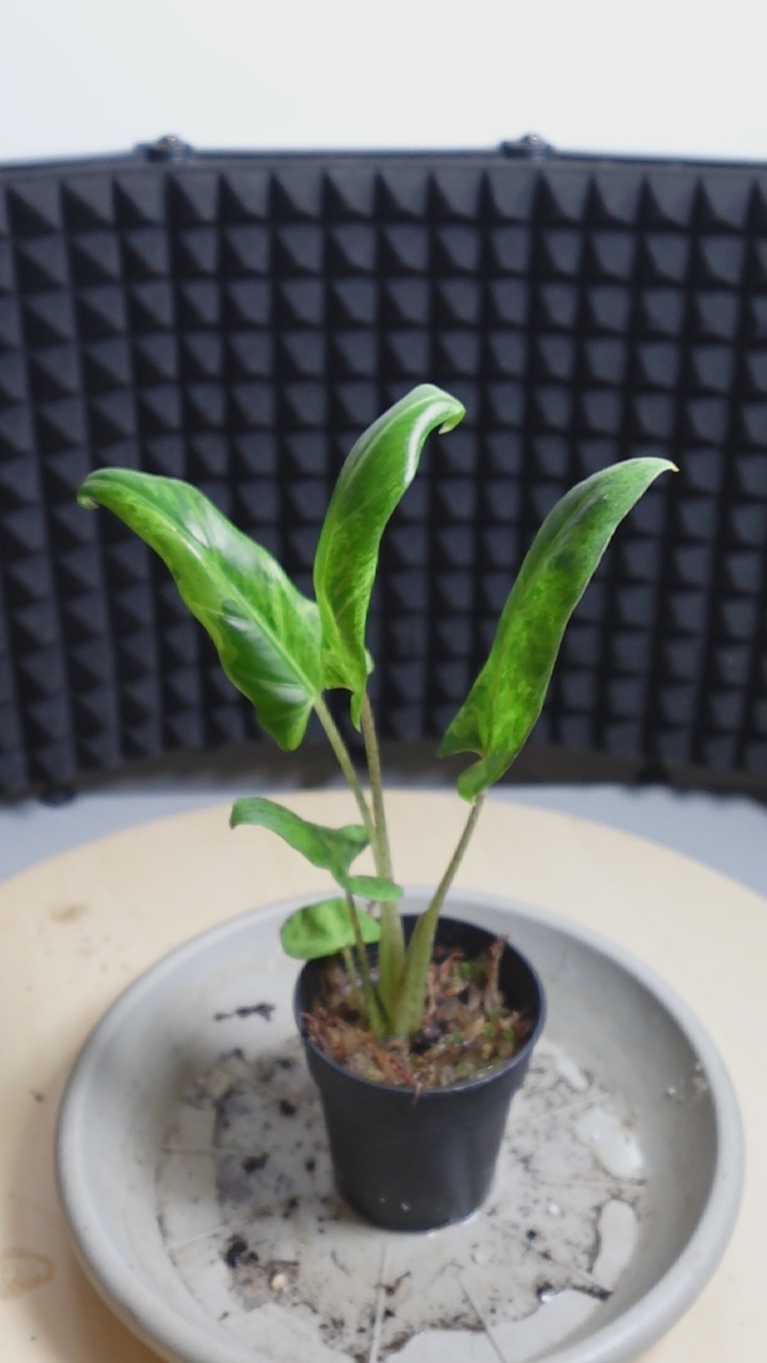 Alocasia lauterbachiana 'Variegata'