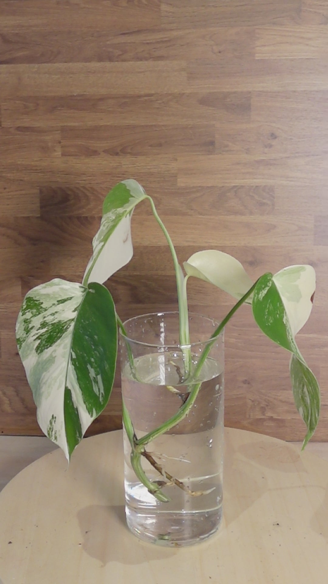 Monstera variegata