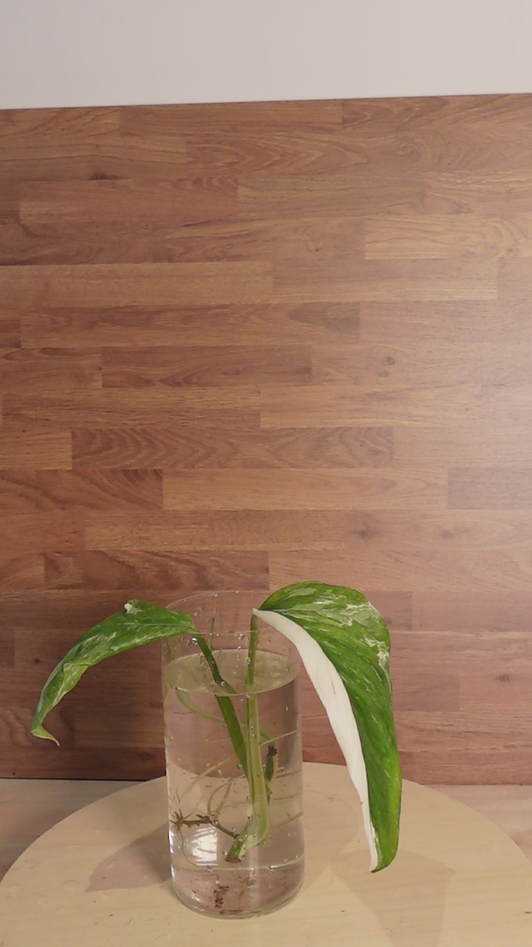 Monstera lechleriana 'Variegata'