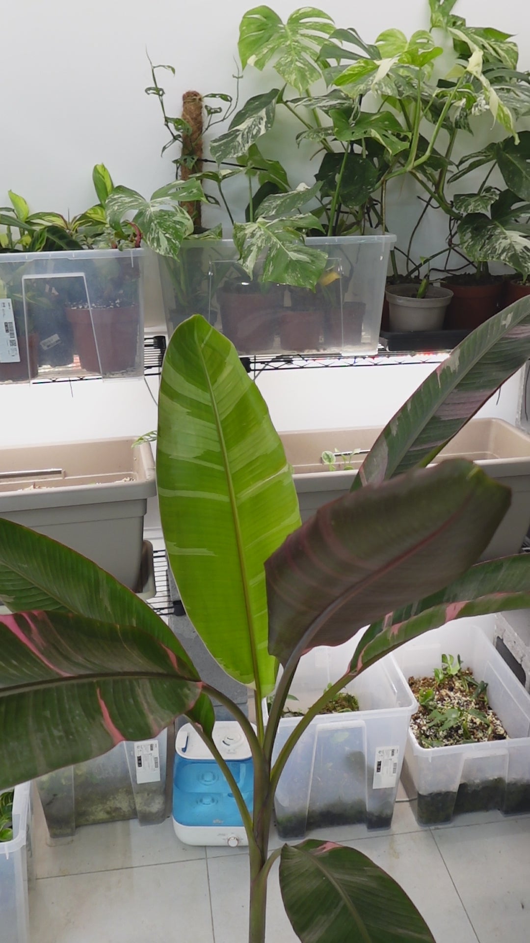 Musa 'Nono'