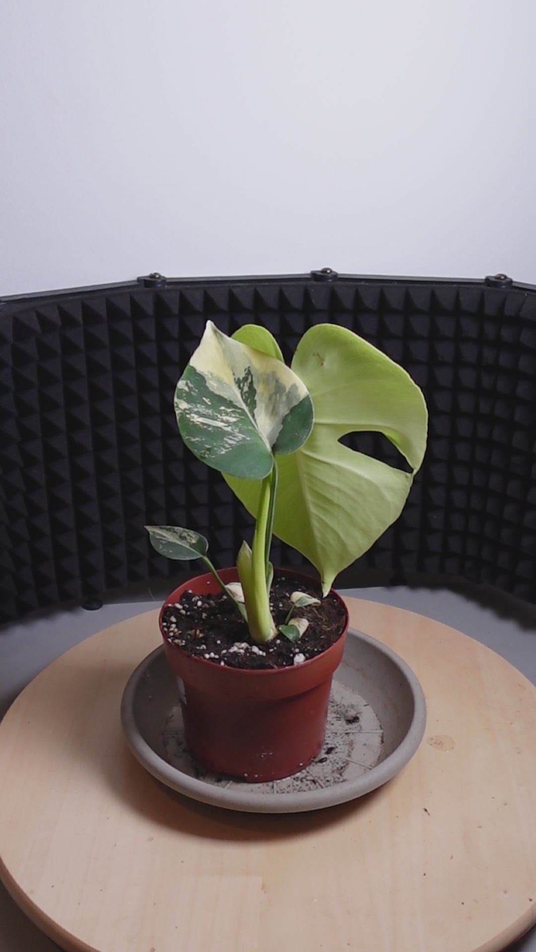 Monstera aurea