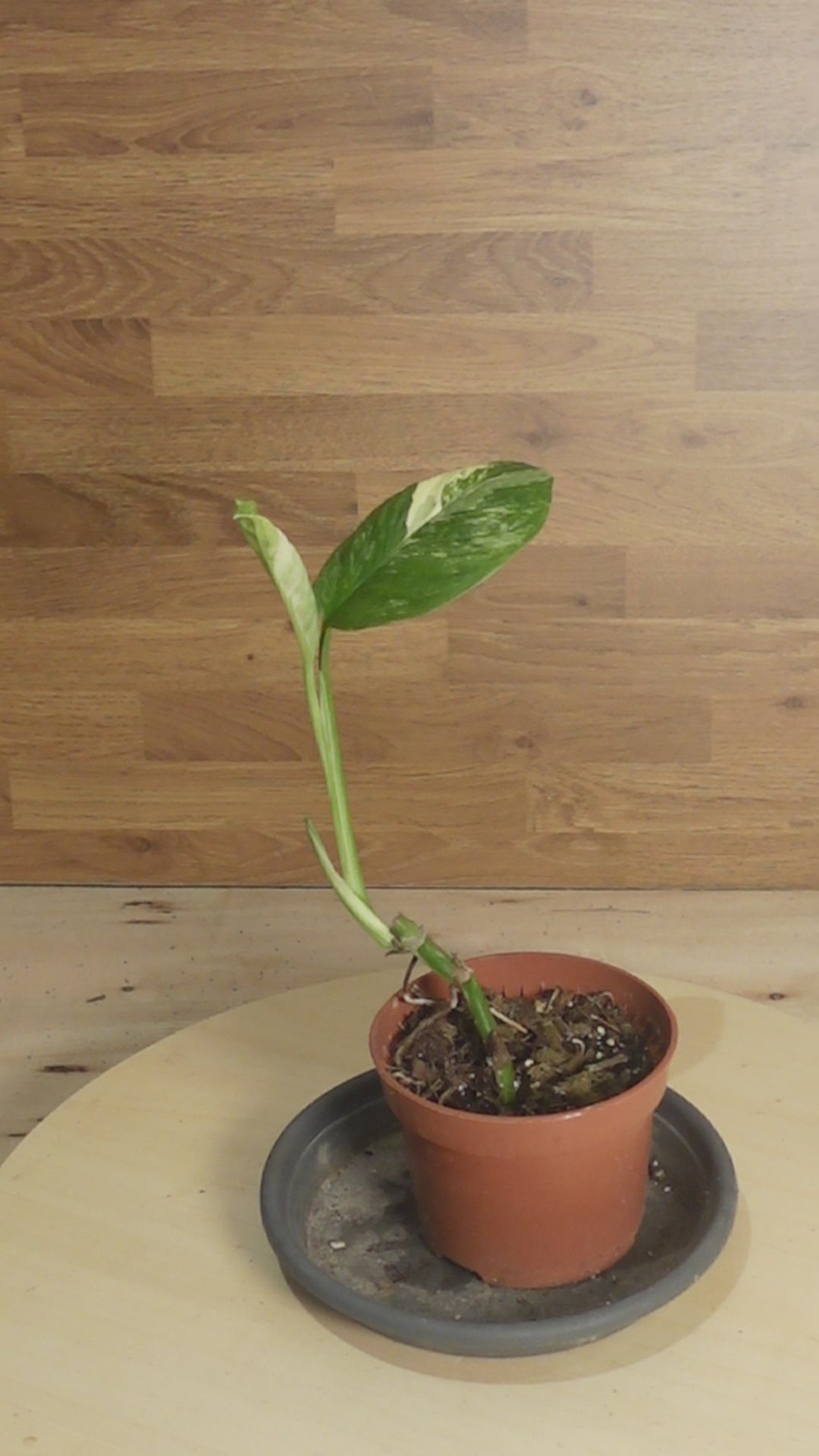 Monstera lechleriana 'Variegata'