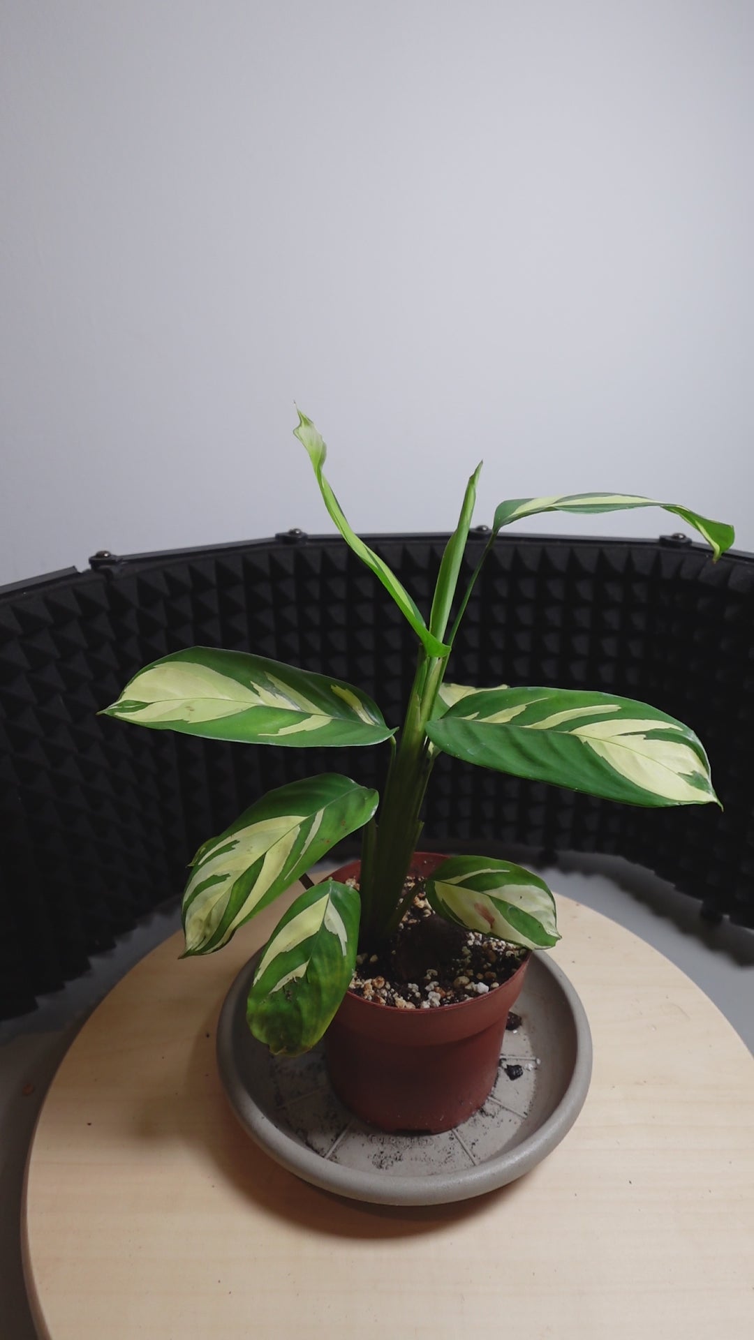 Calathea pilosa