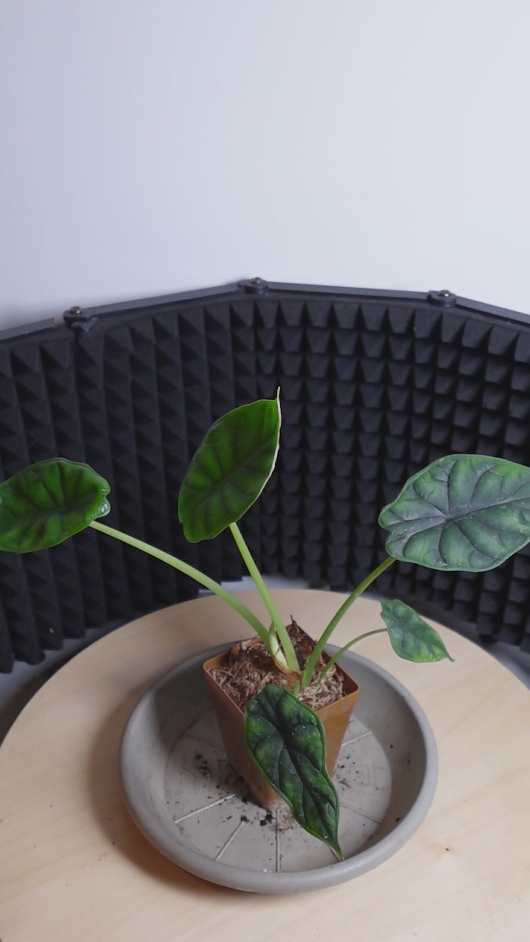 Alocasia dragon scale