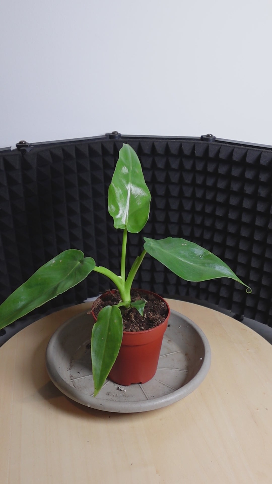 Philodendron 'Bob Cee'
