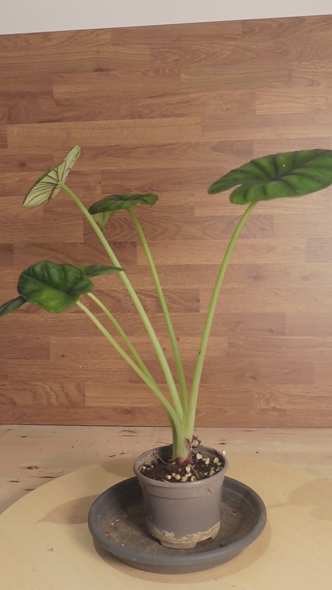 Alocasia drangon scale