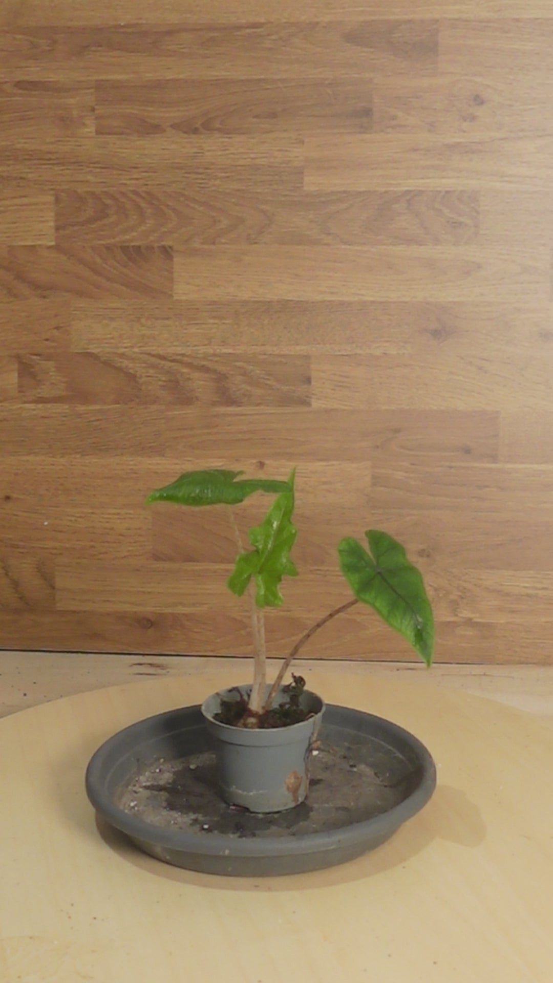 Alocasia 'Jacklyn'
