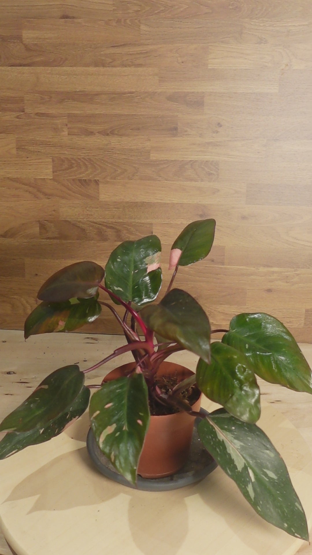Philodendron 'Burgundy Princess'