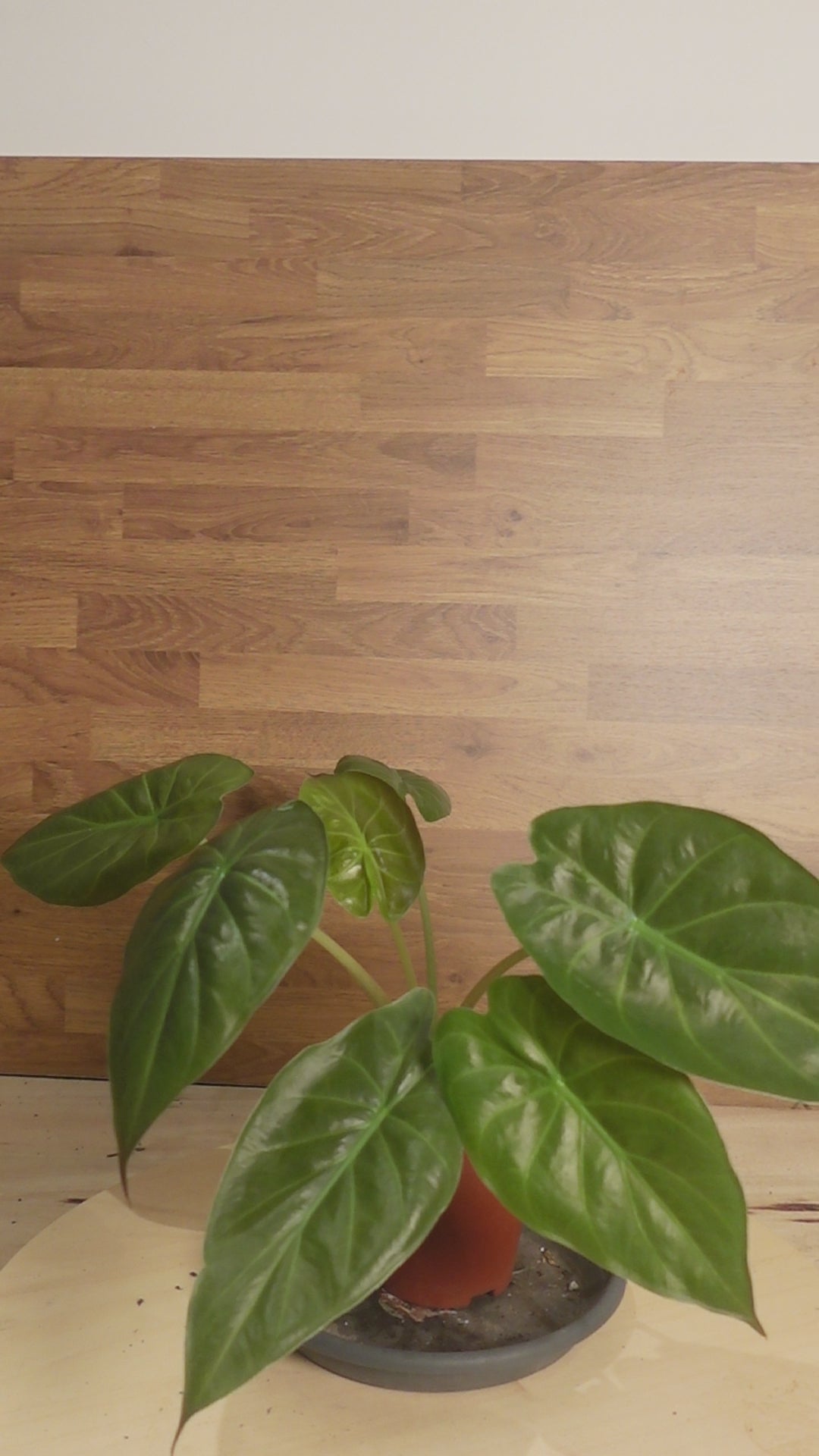 alocasia regal sheild