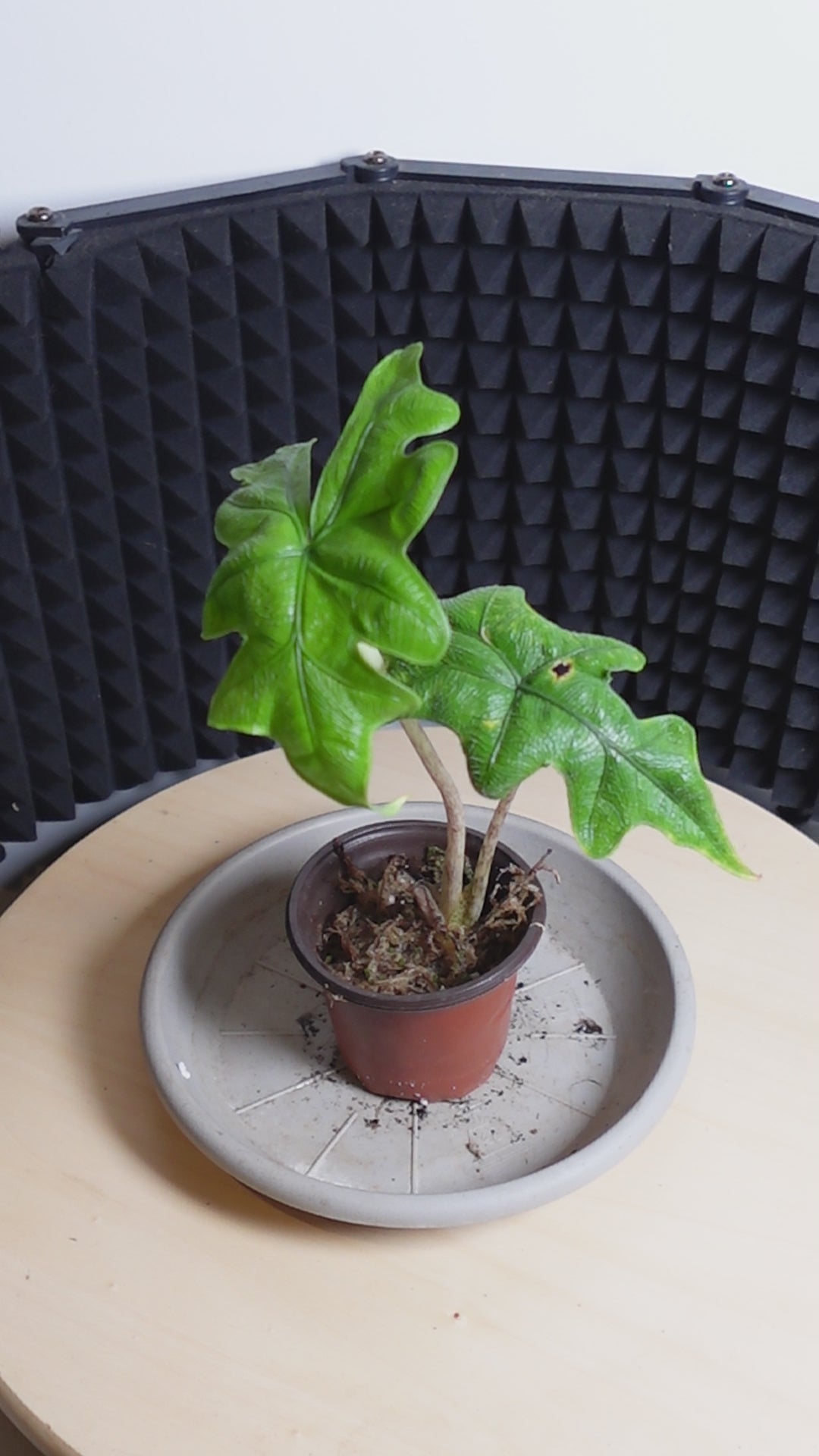 Alocasia 'Jacklyn'