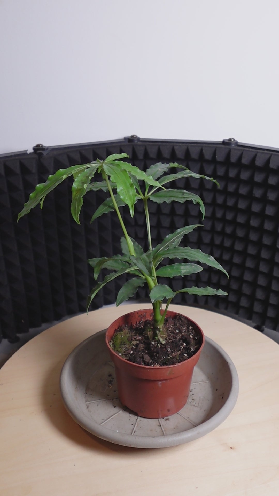 Anthurium polyschistum
