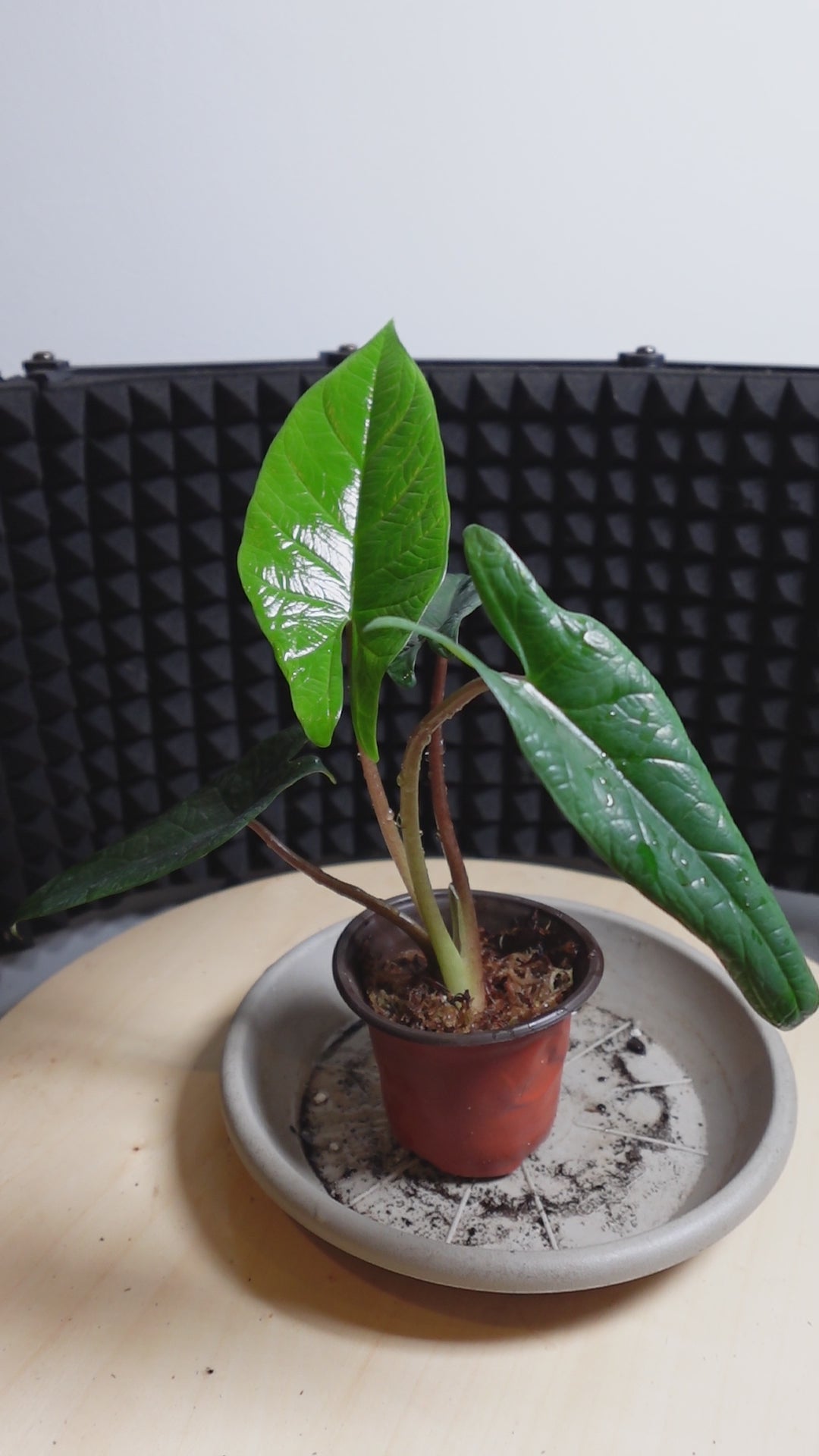 Alocasia scalprum