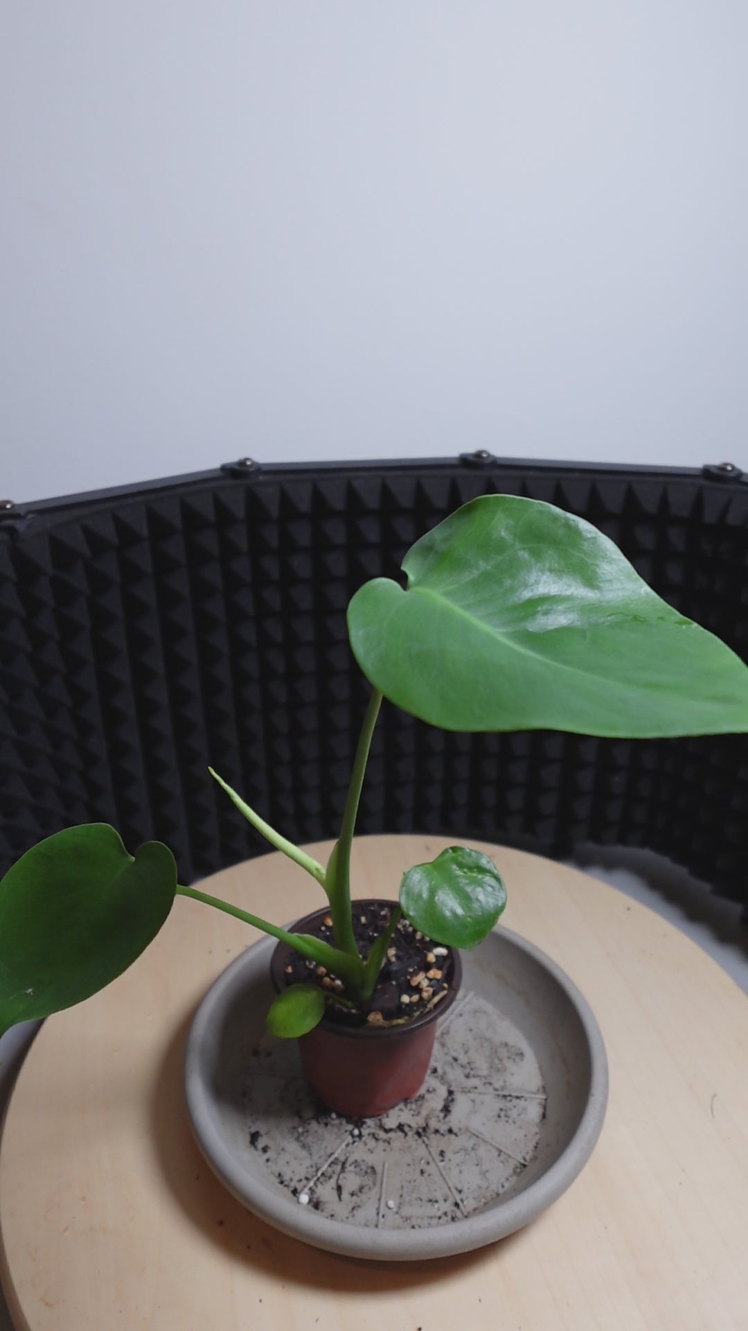 Monstera delisiosa