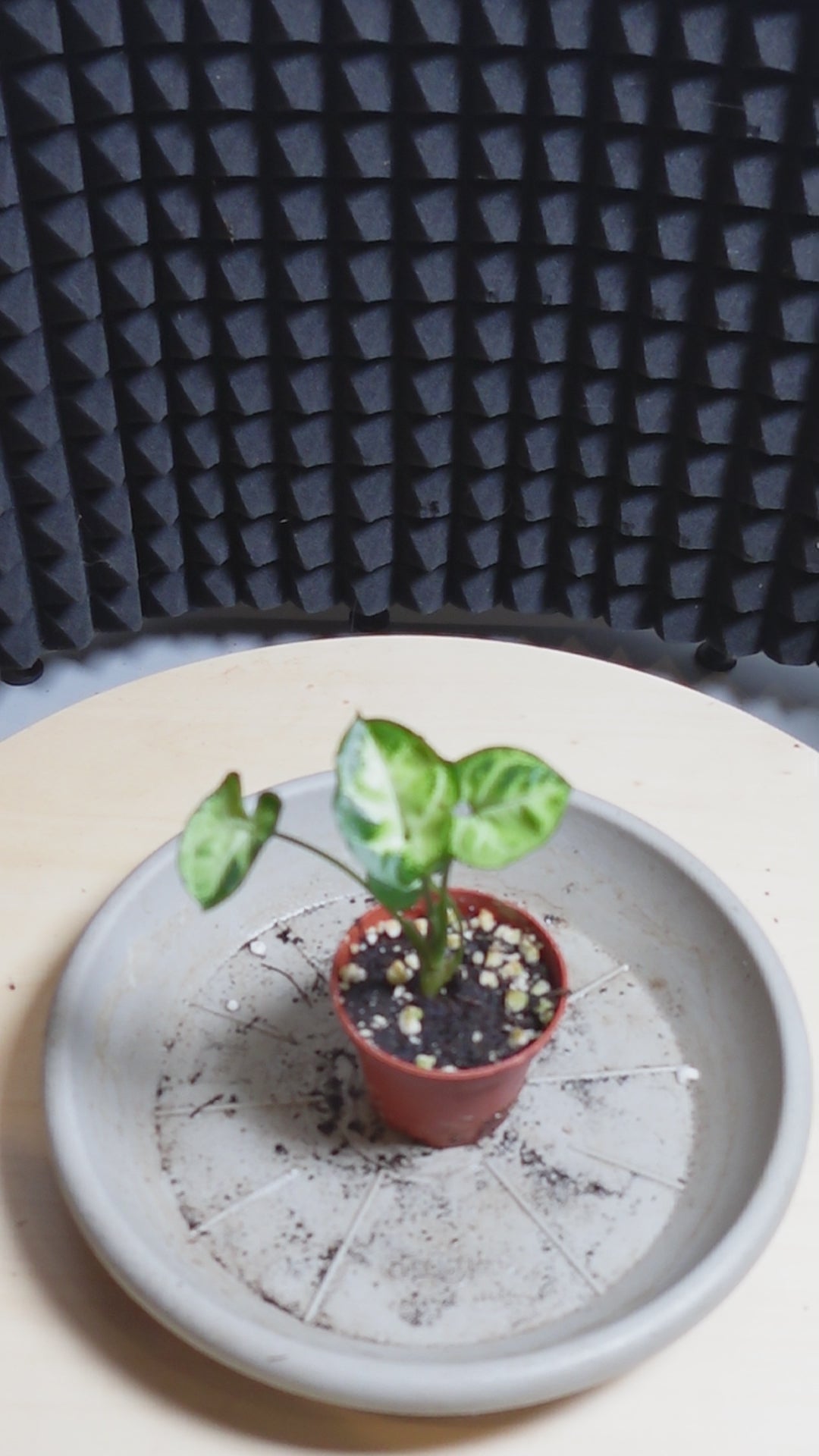 Syngonium pixie
