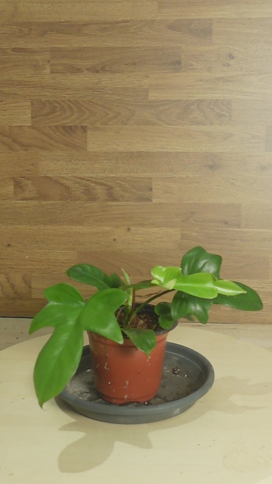 Philodendron florida green