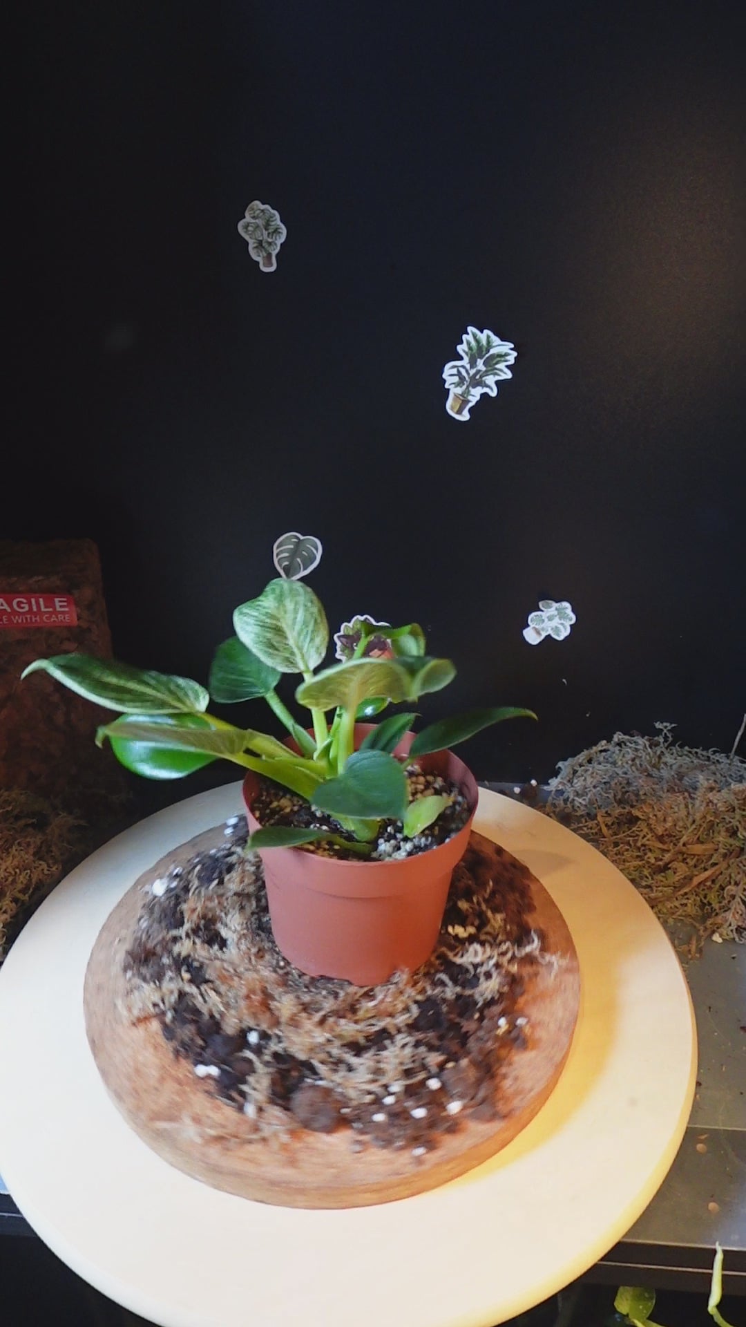 Philodendron BIRKIN / WHITE MEASURE