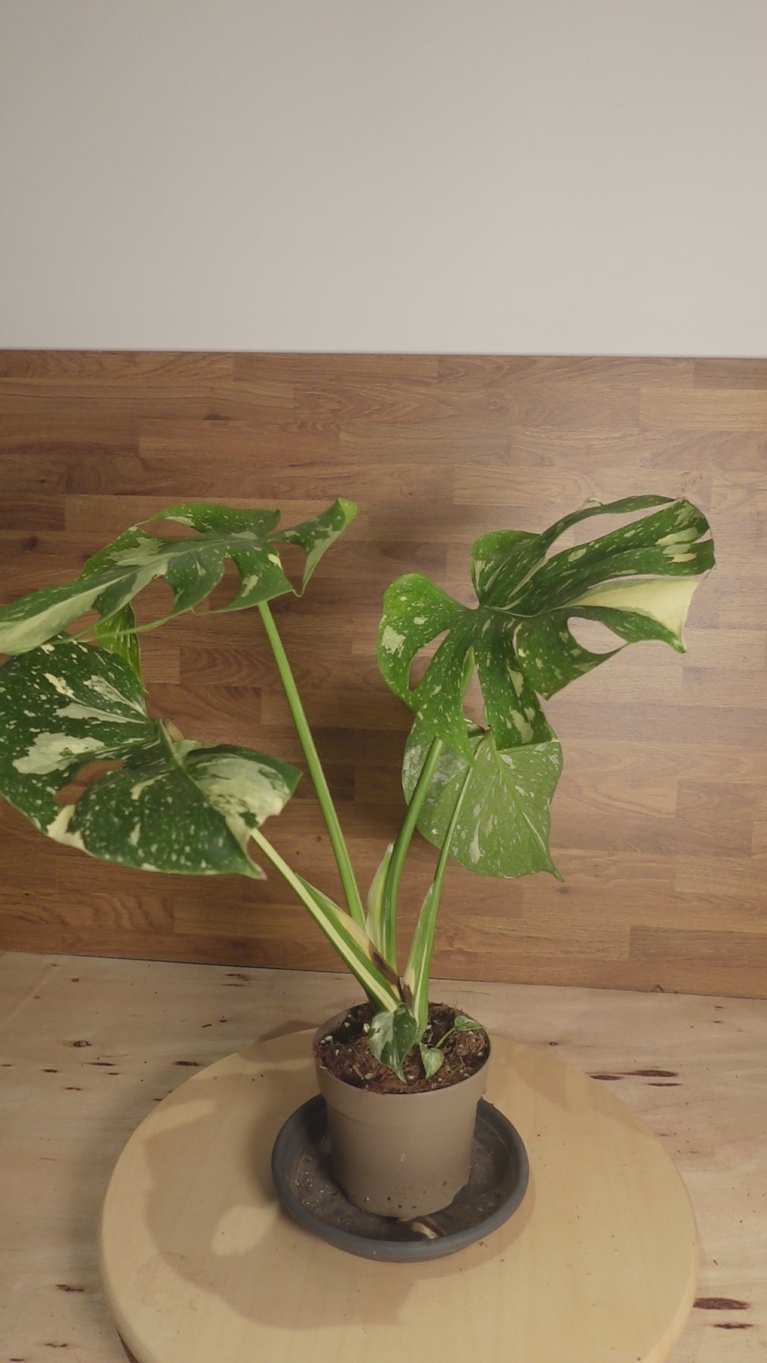 Montera thai constelation