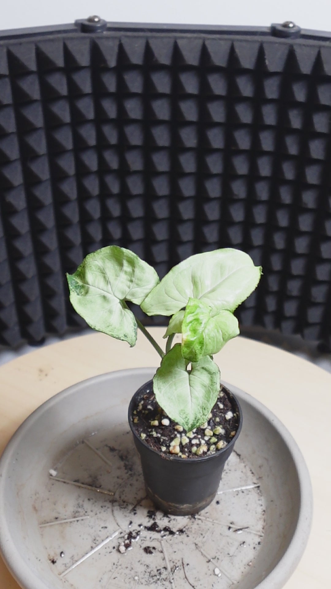 Syngonium pixie