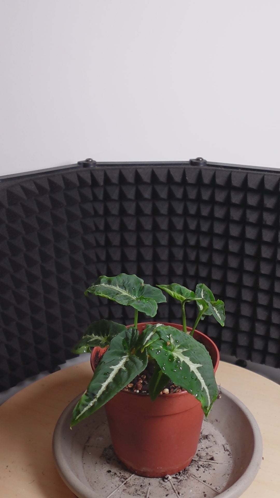 Syngonium wendlandii