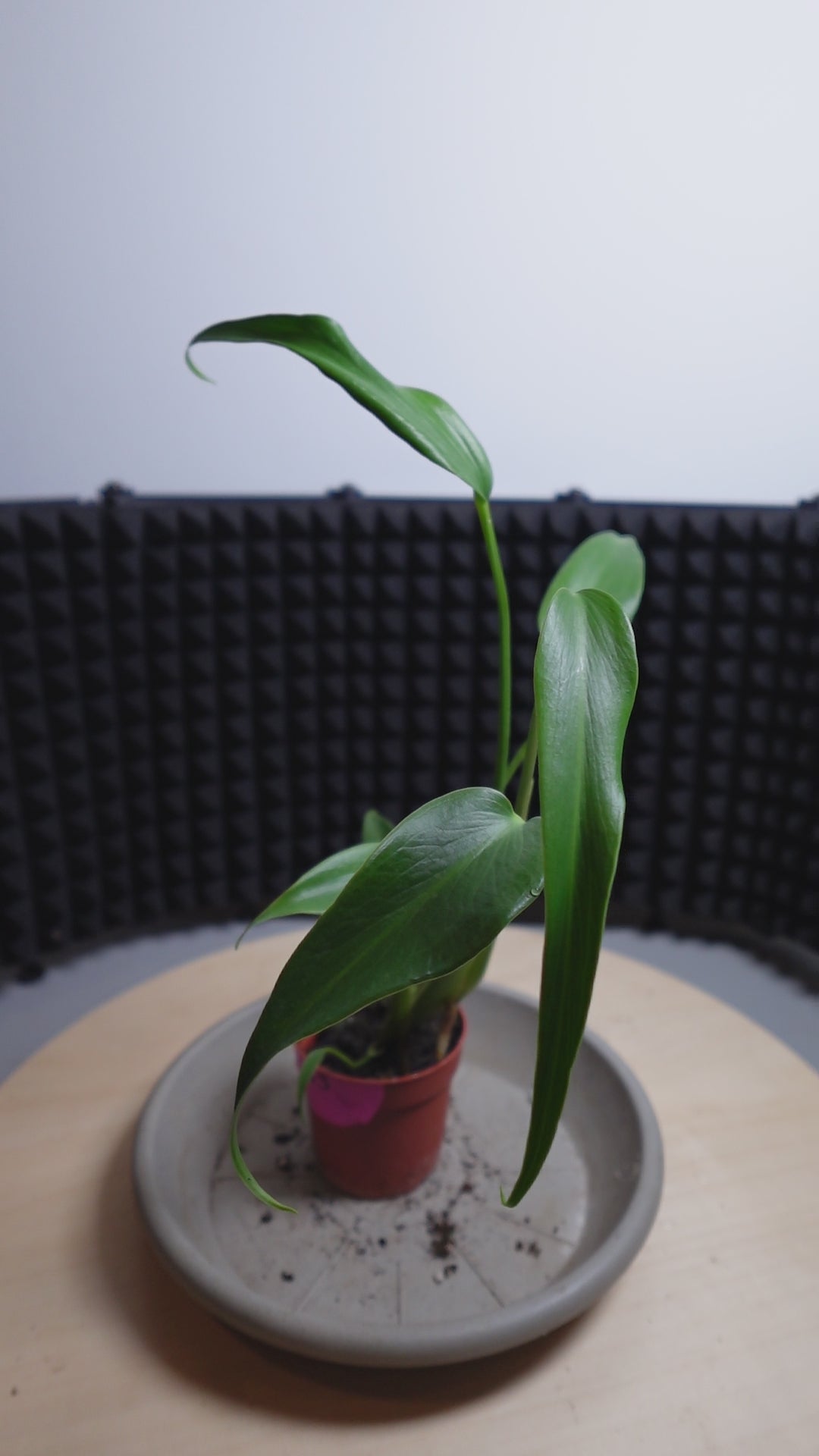 Monstera 'Burle Marx Flame'