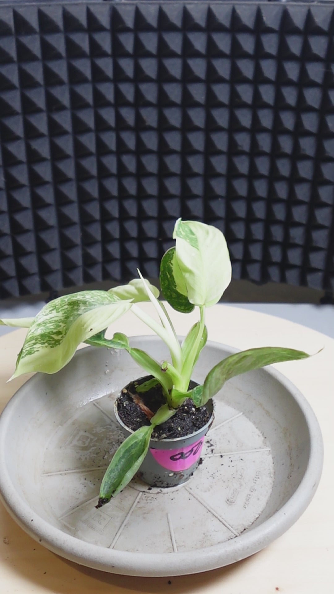 Philodendron 'Jose Buono'