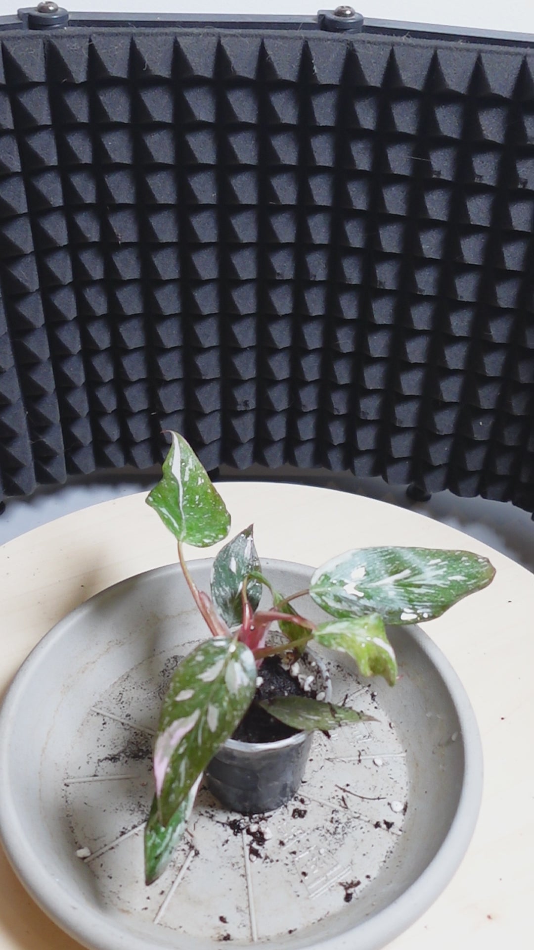 Philodendron 'Burgundy Princess'