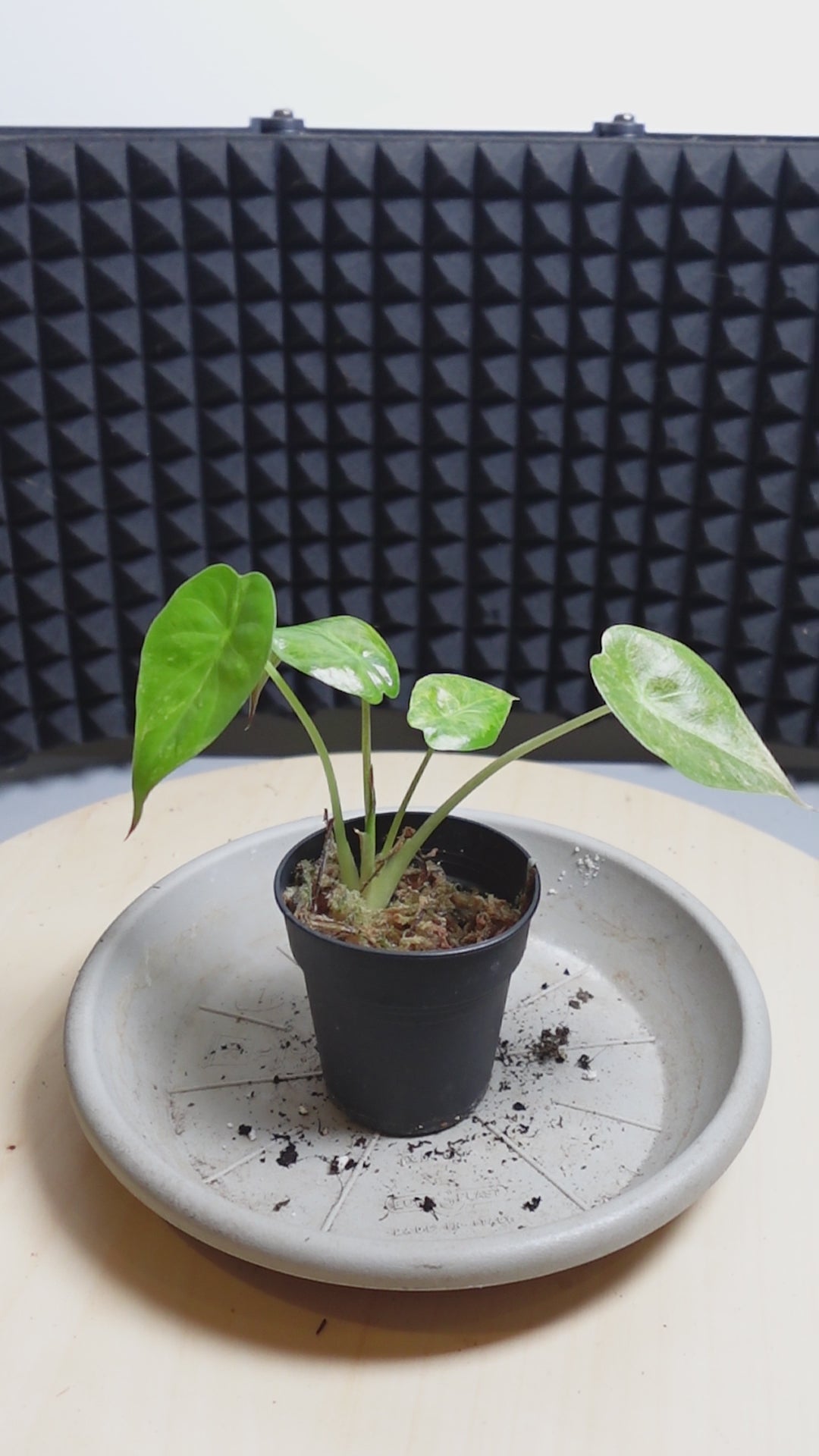 Alocasia regal sheild variegata